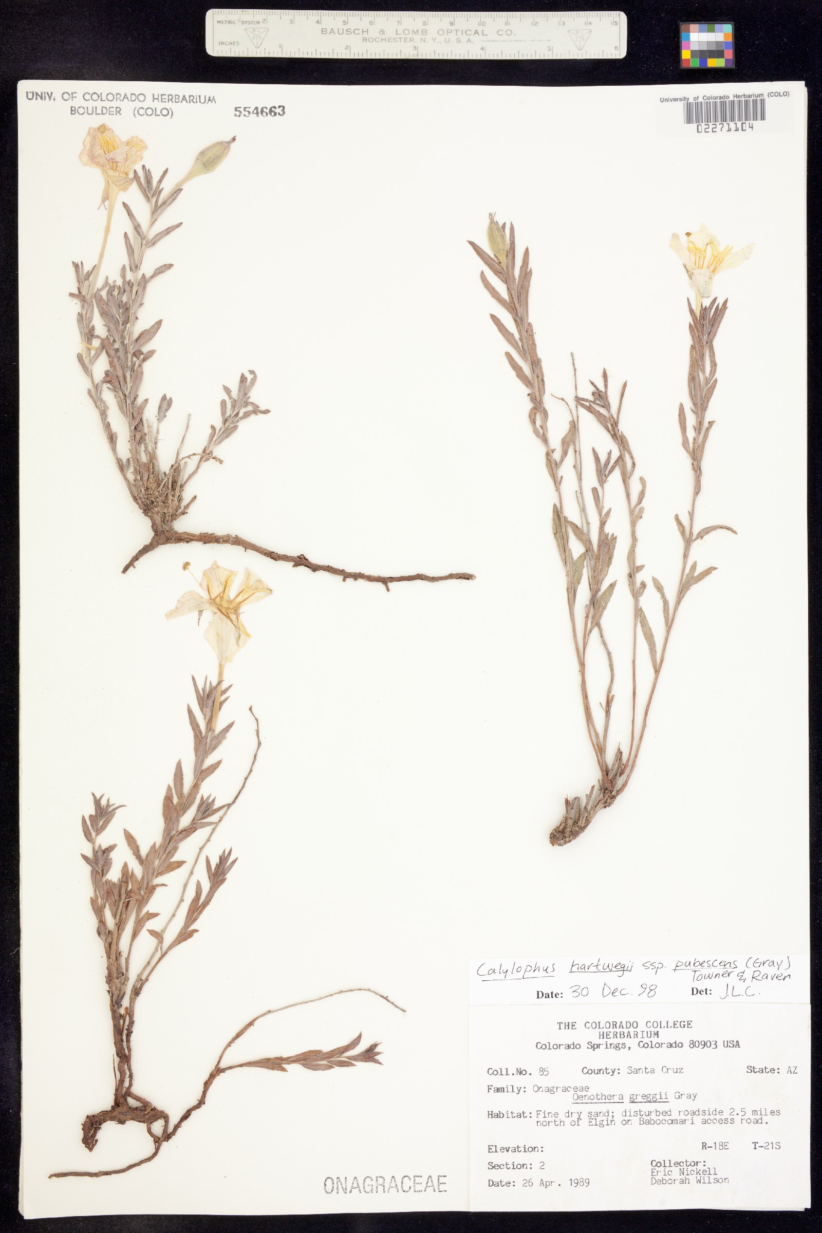 Oenothera hartwegii ssp. hartwegii image