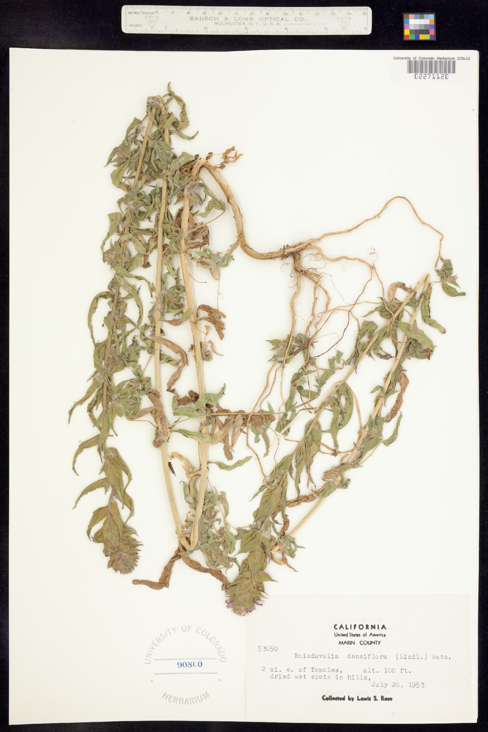 Epilobium densiflorum image