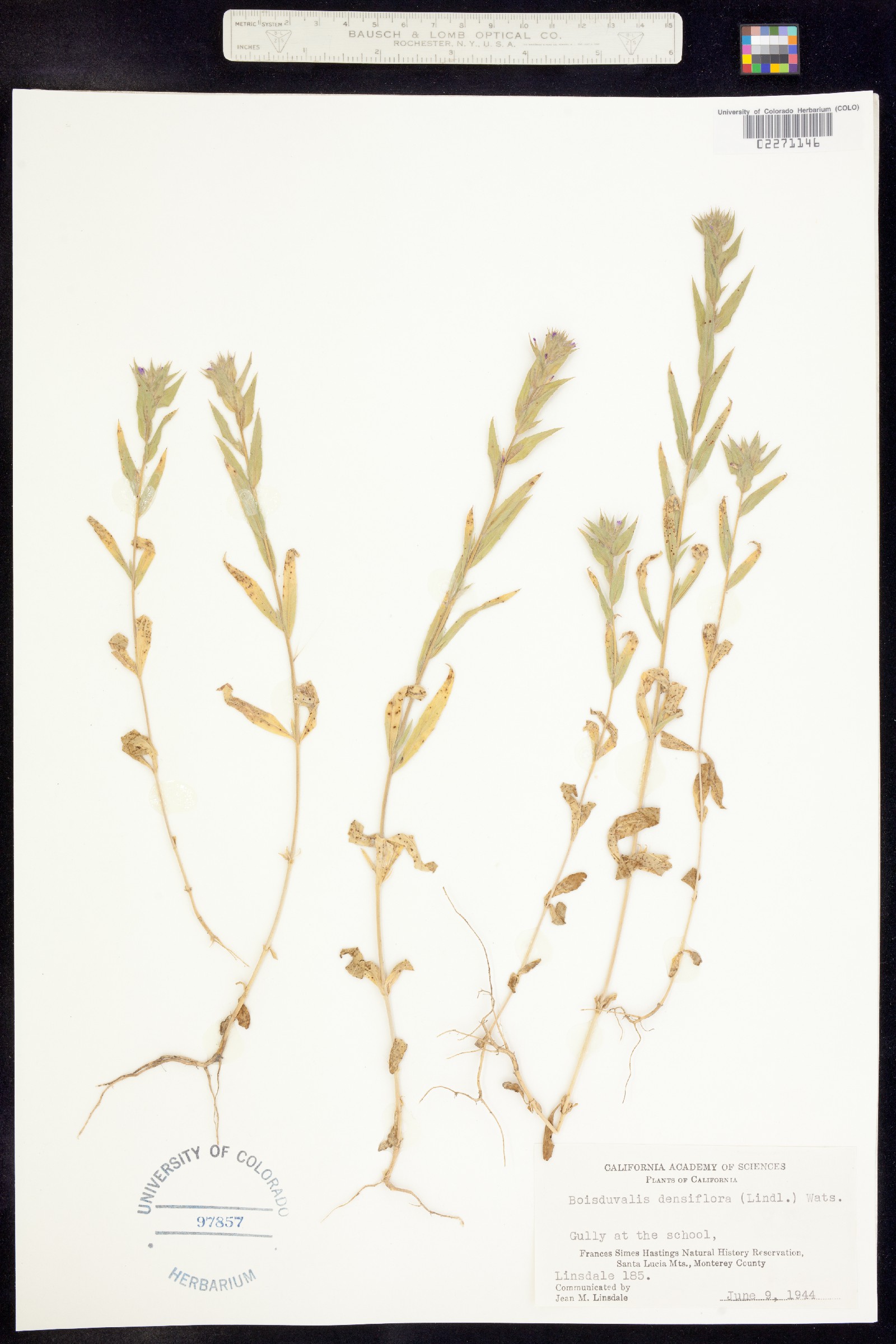 Epilobium densiflorum image