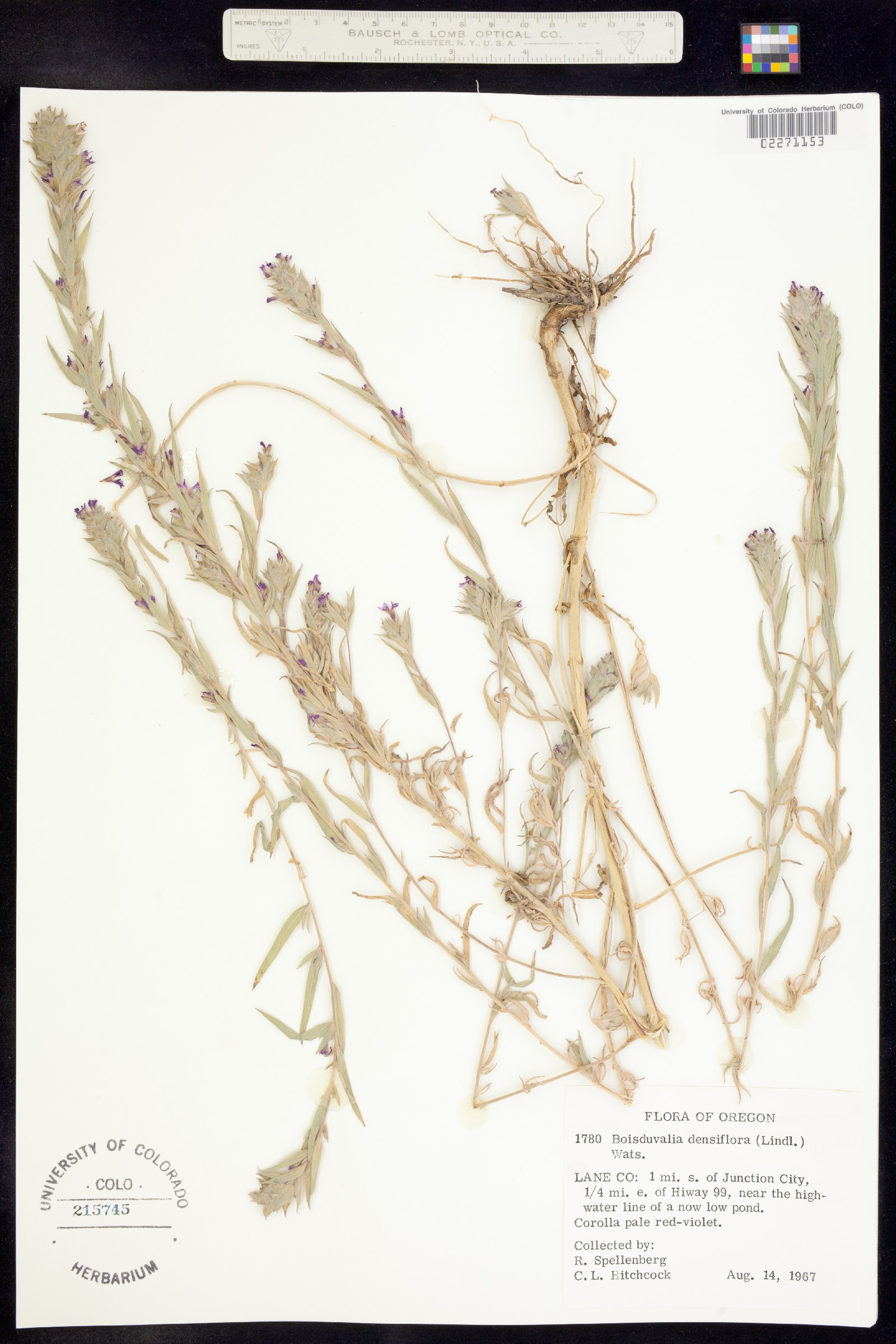 Epilobium densiflorum image