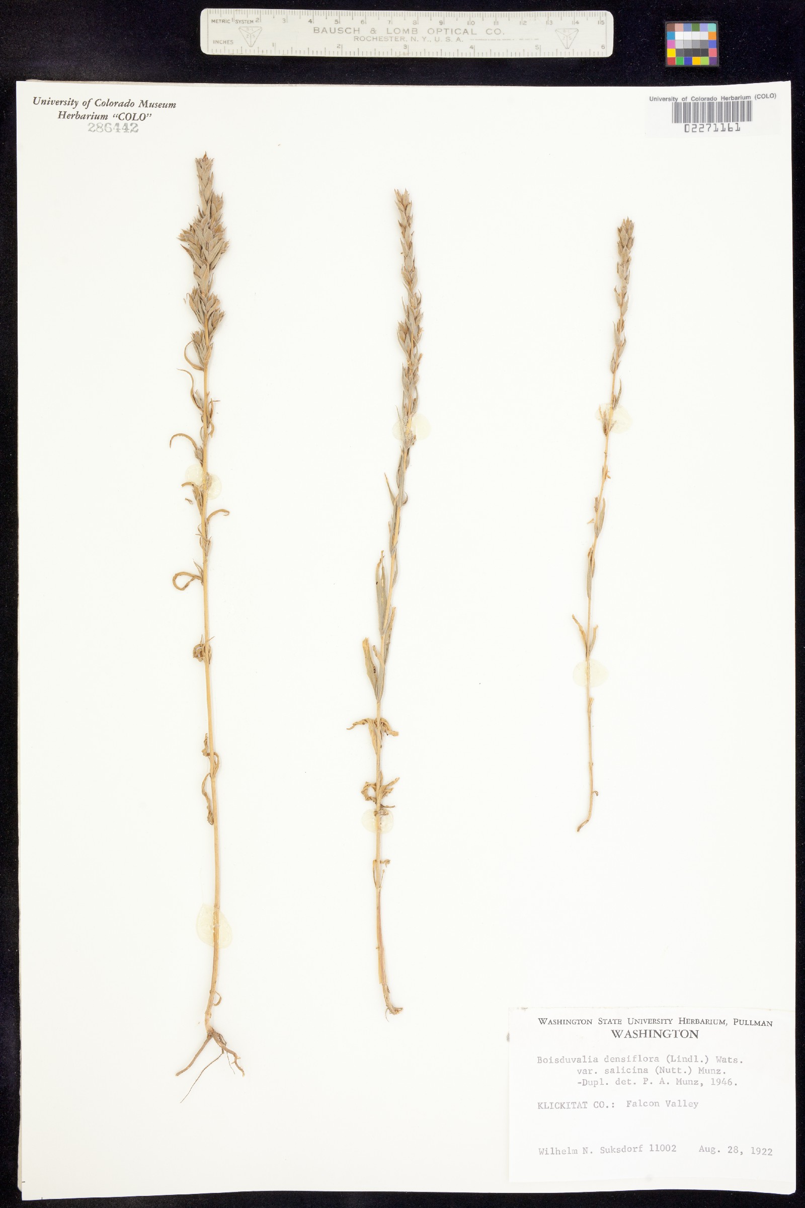 Epilobium densiflorum image