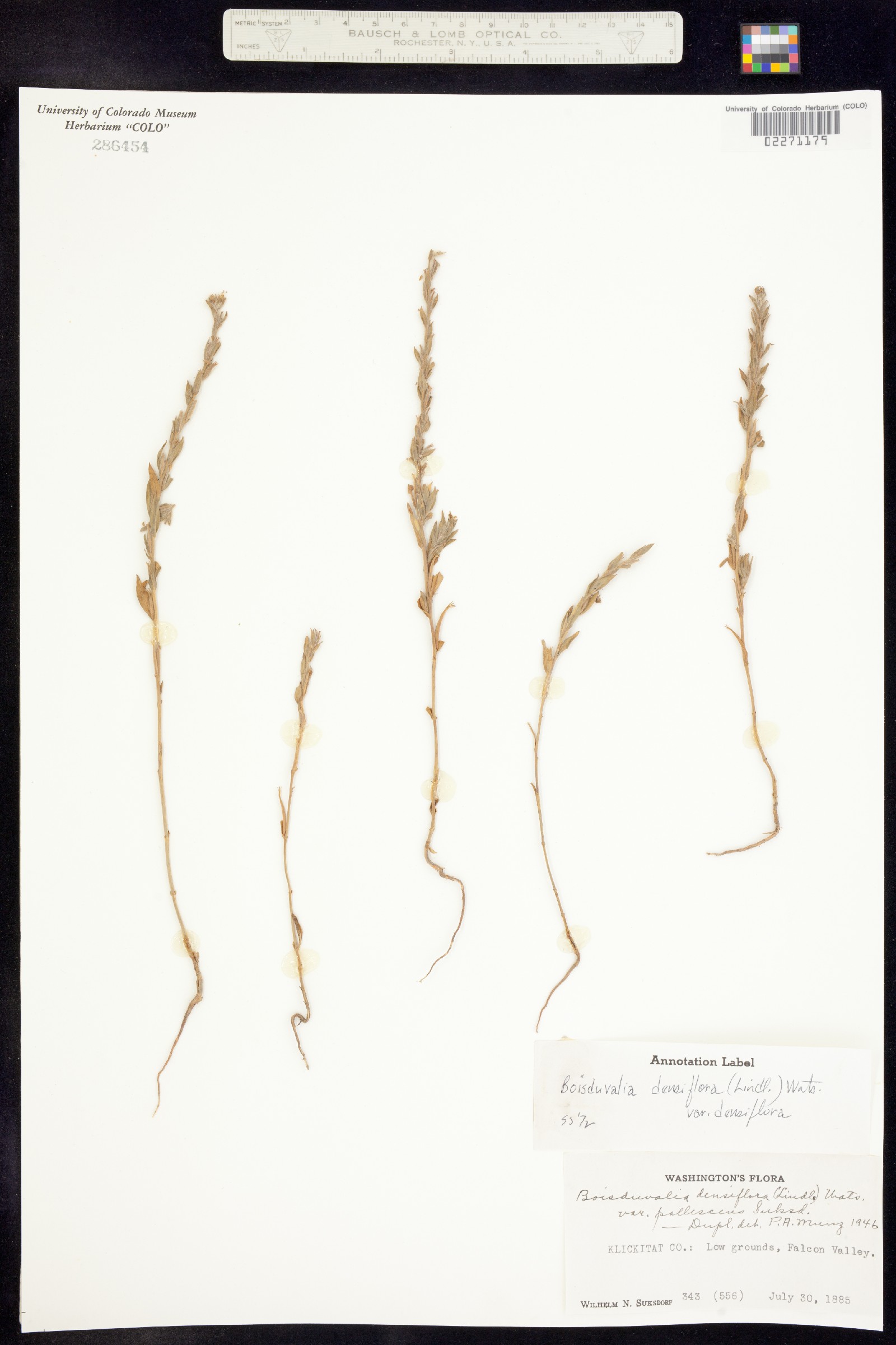 Epilobium densiflorum image