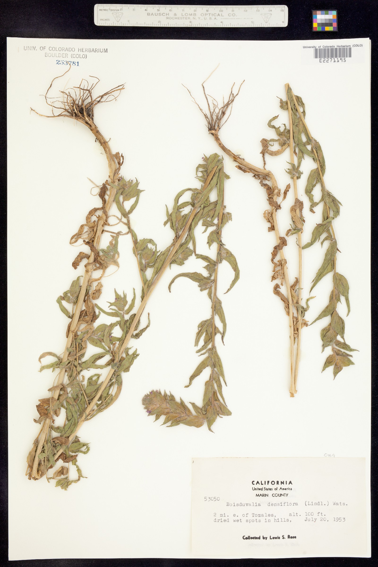 Epilobium densiflorum image