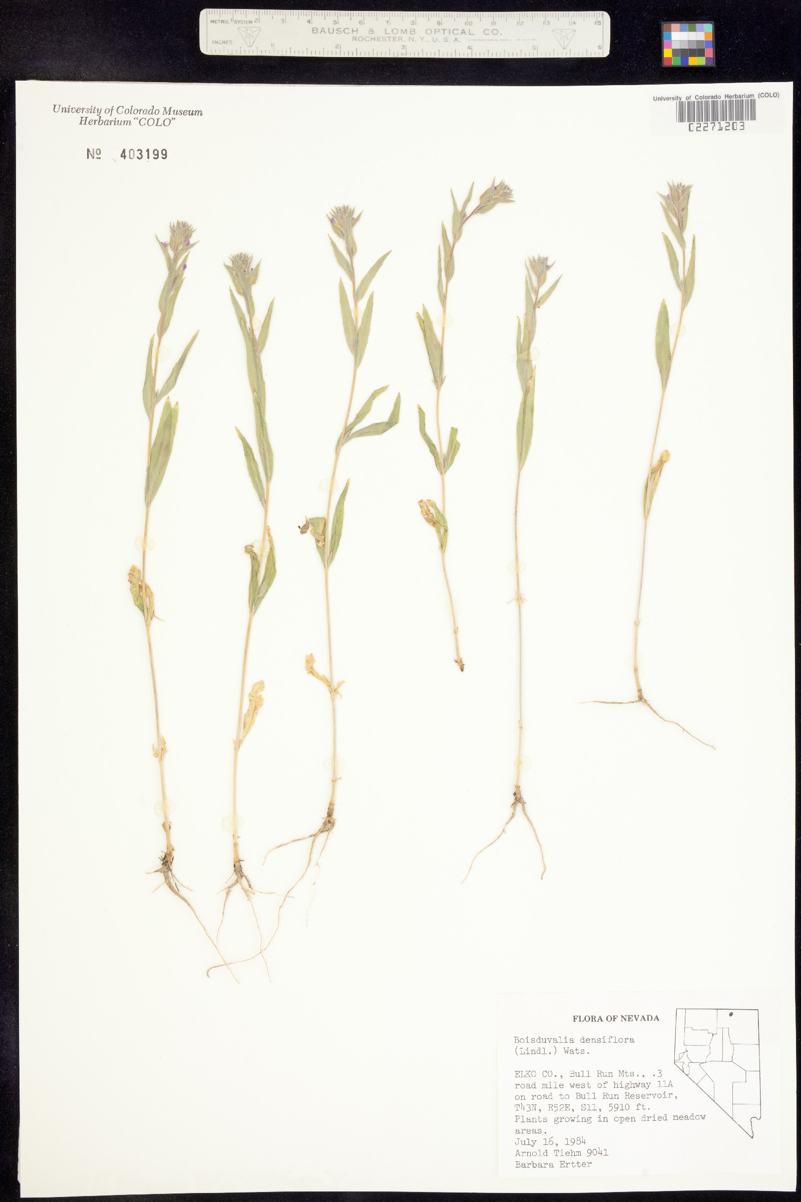 Epilobium densiflorum image