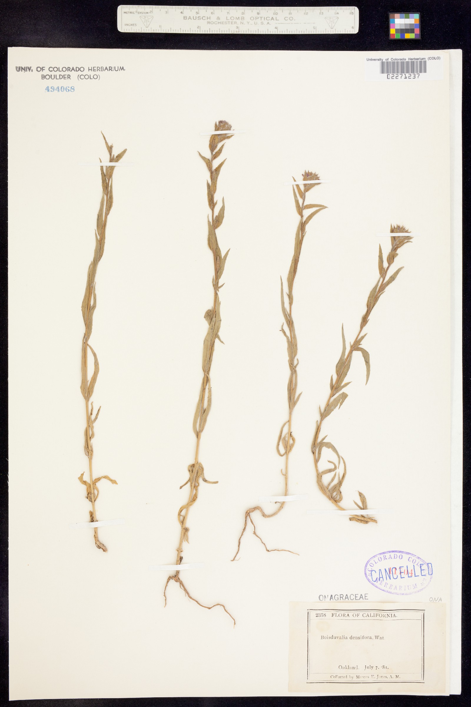 Epilobium densiflorum image