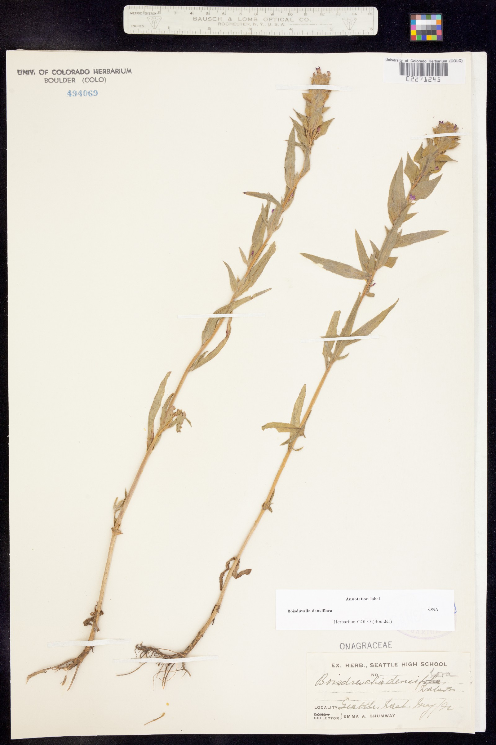 Epilobium densiflorum image