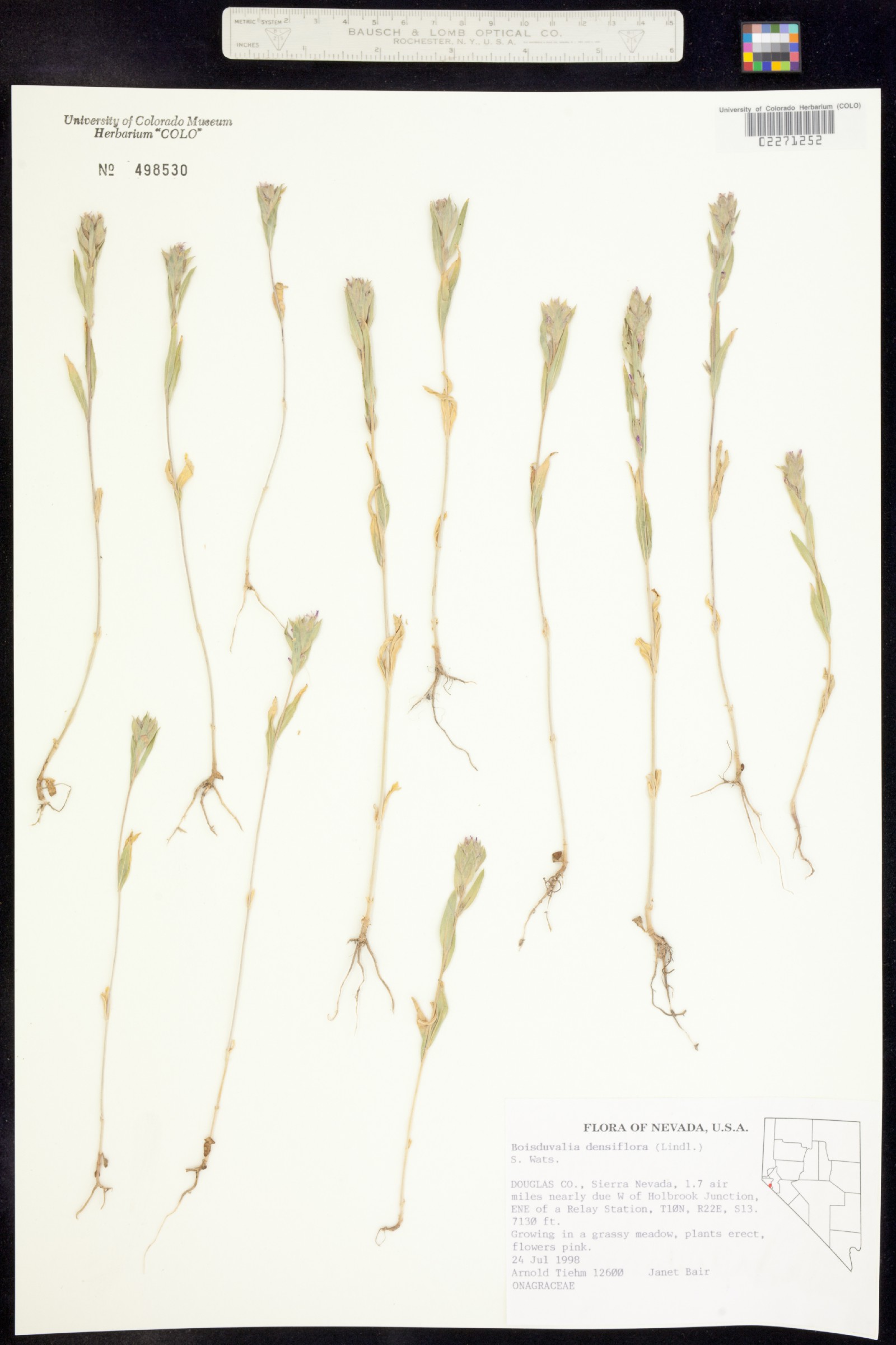 Epilobium densiflorum image