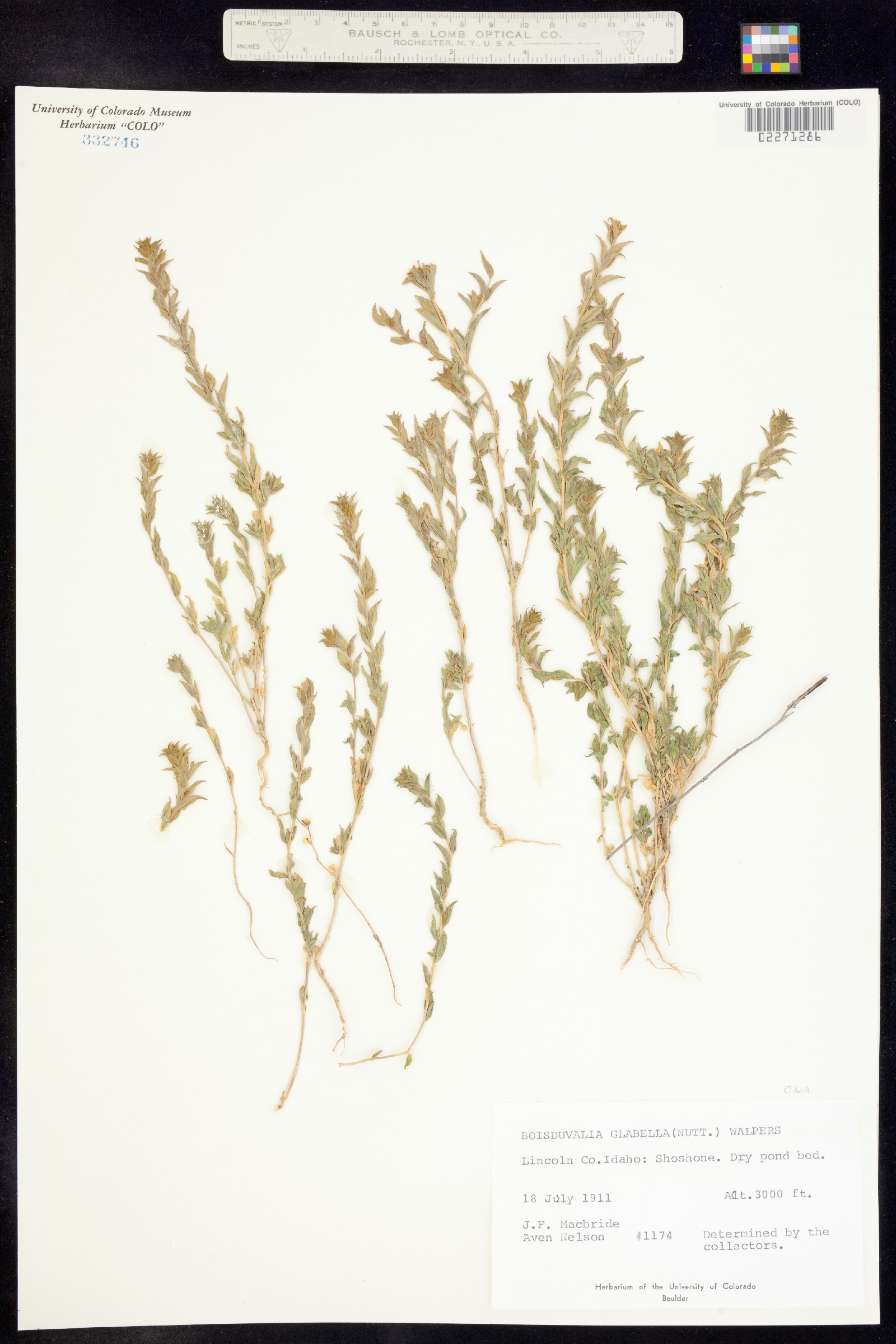 Epilobium campestre image