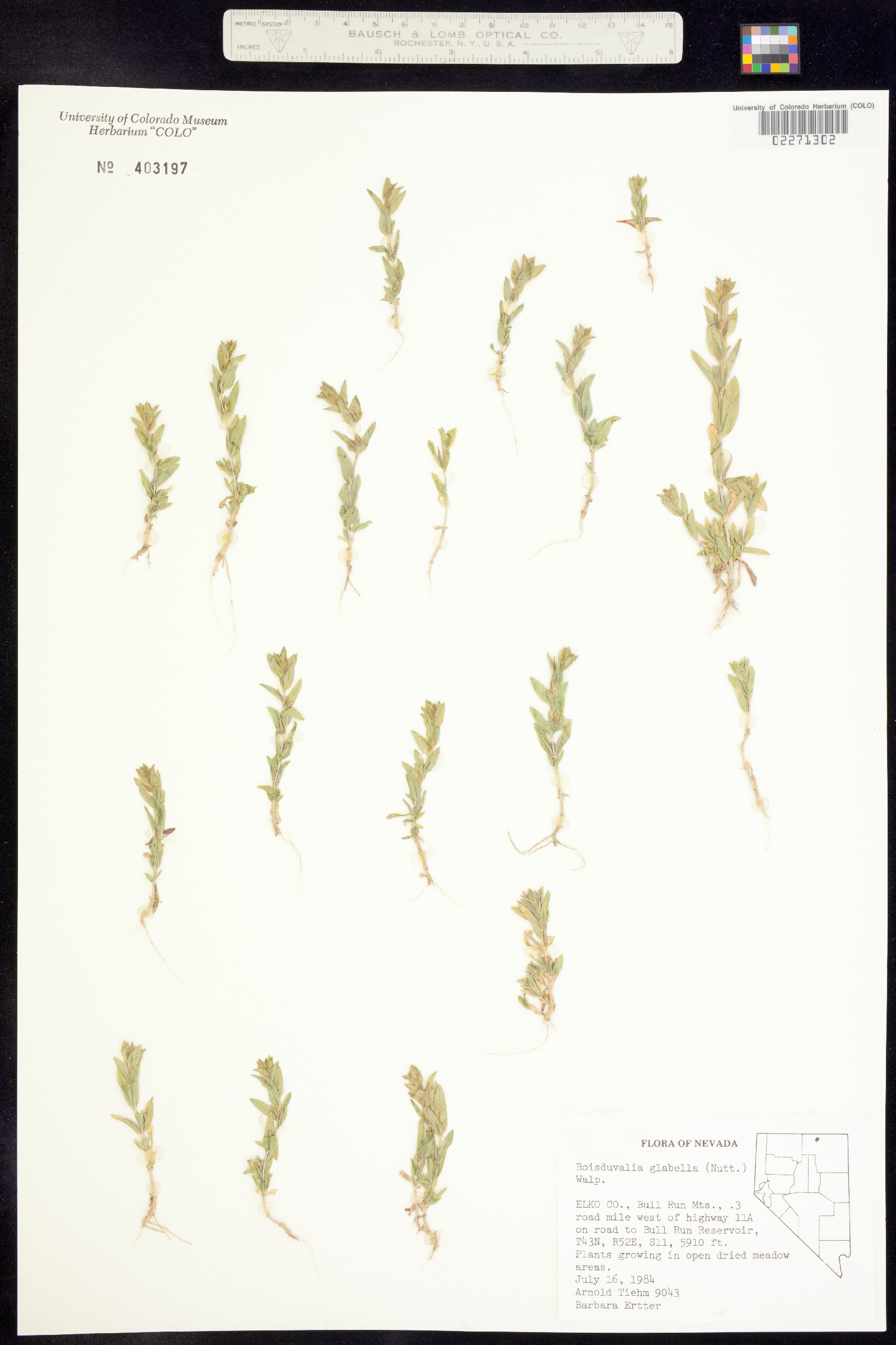Epilobium campestre image