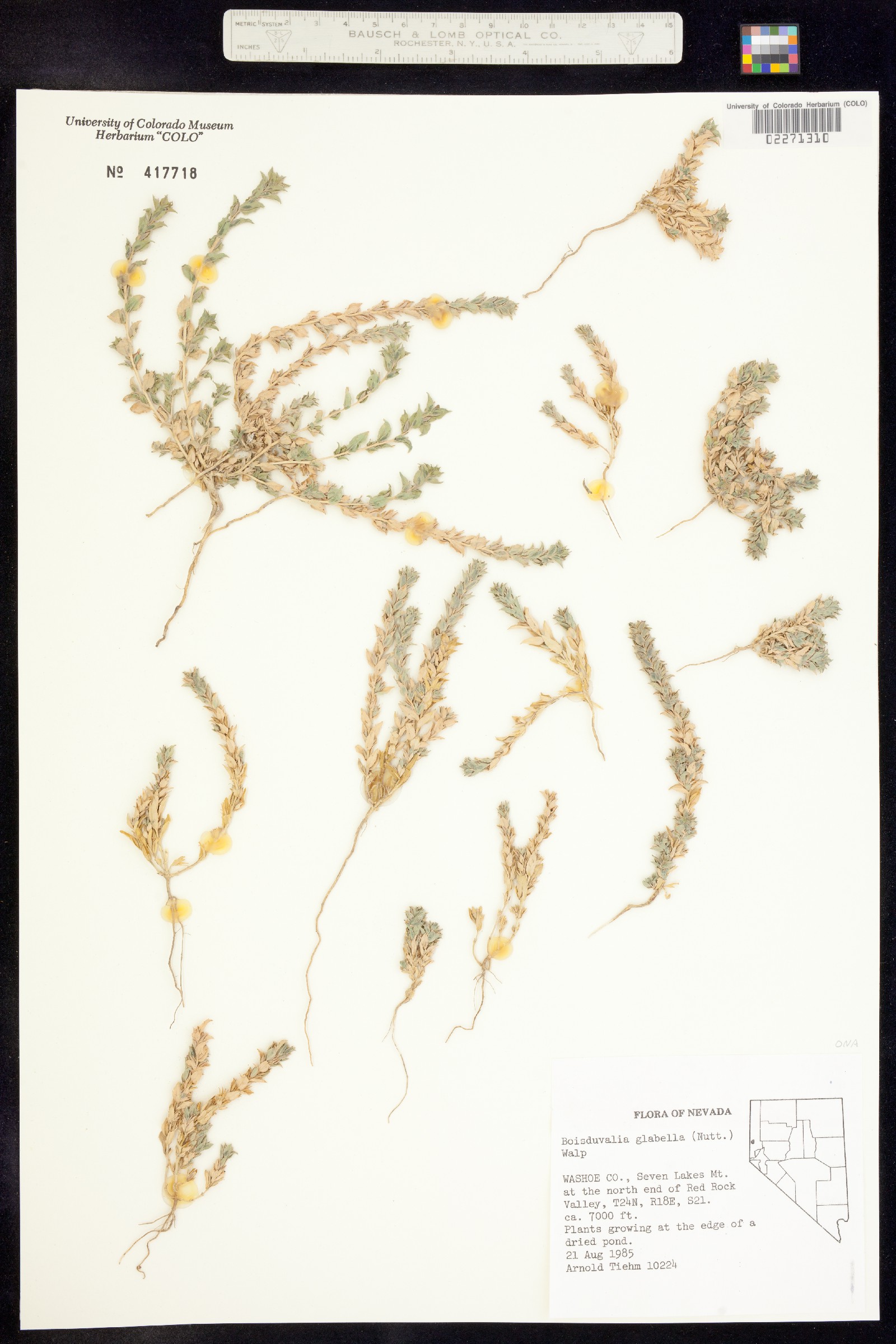 Epilobium campestre image