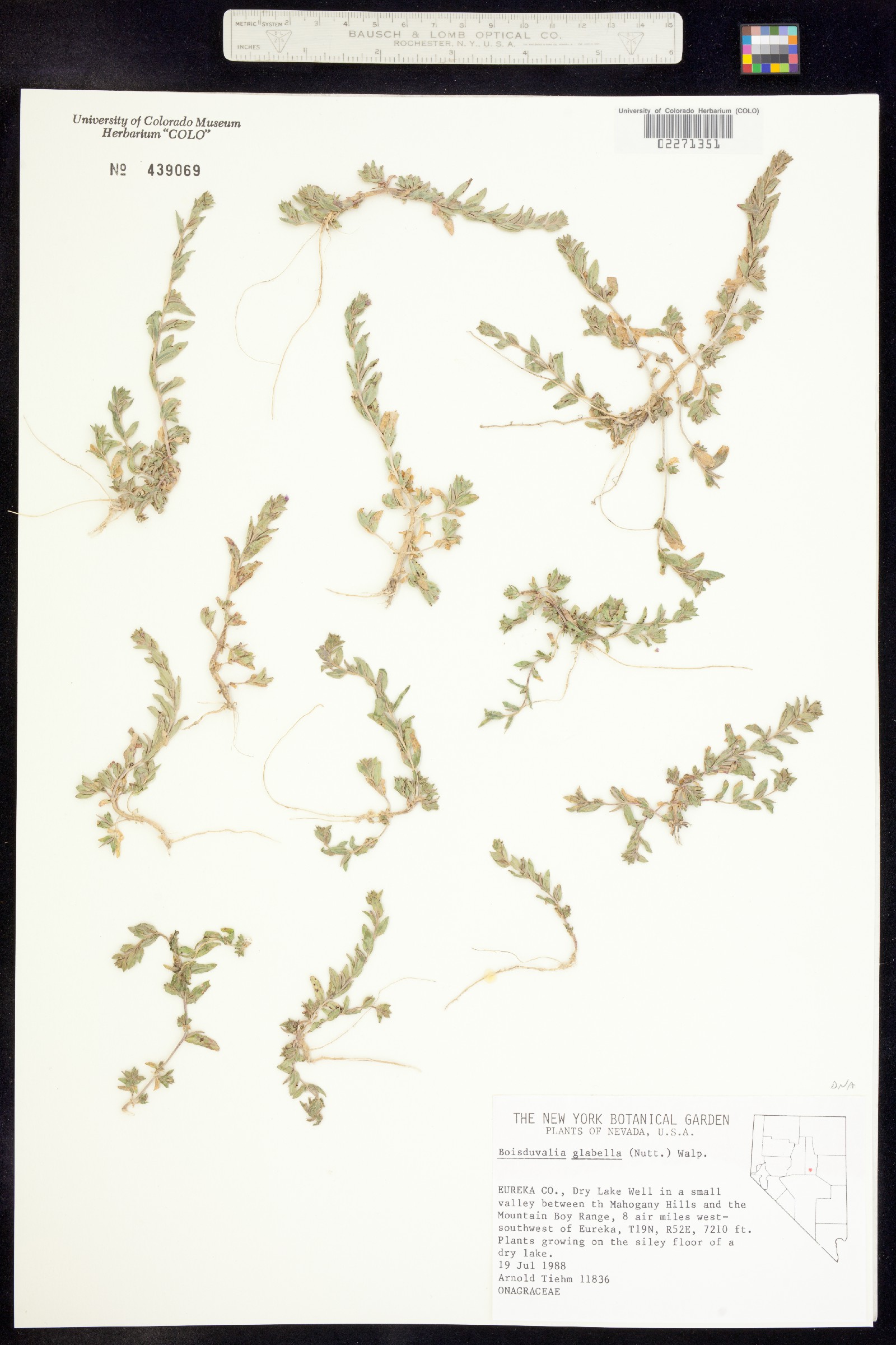 Epilobium campestre image