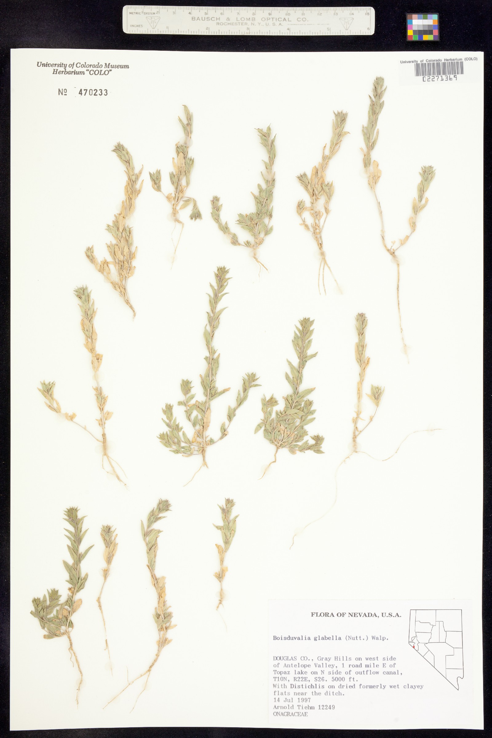 Epilobium campestre image