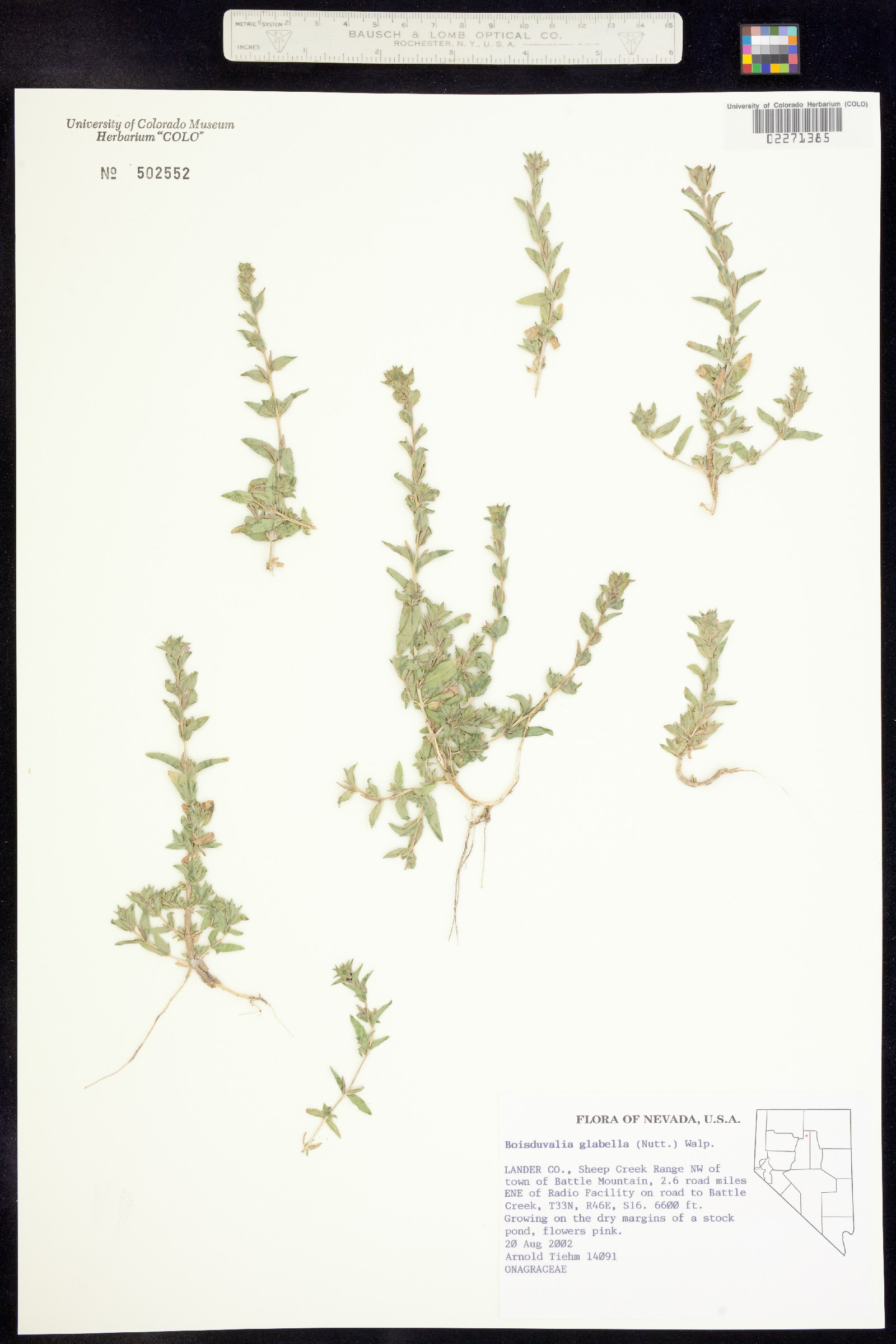 Epilobium campestre image