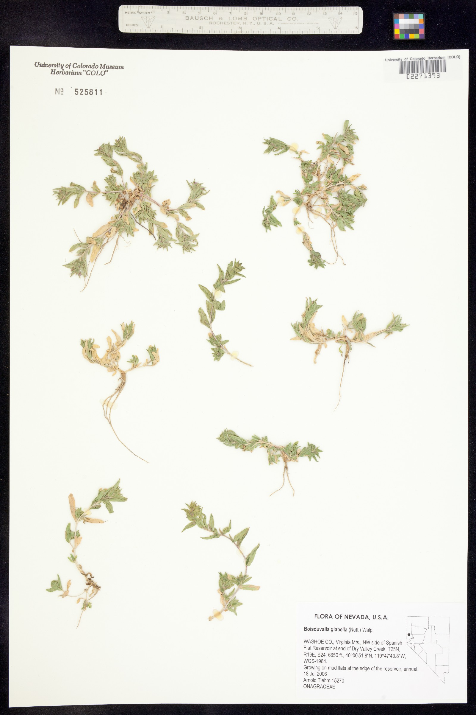 Epilobium campestre image