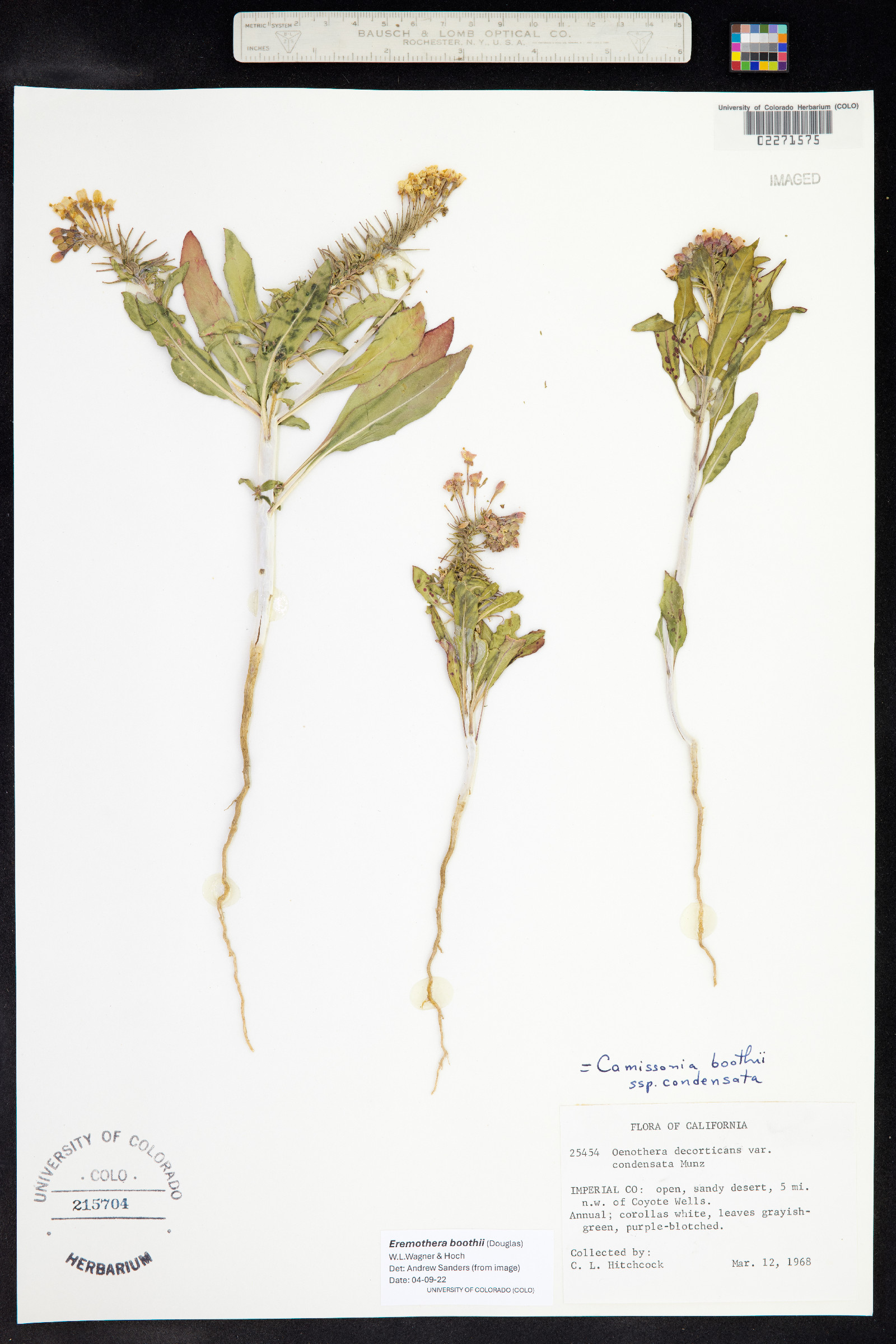 Eremothera boothii image