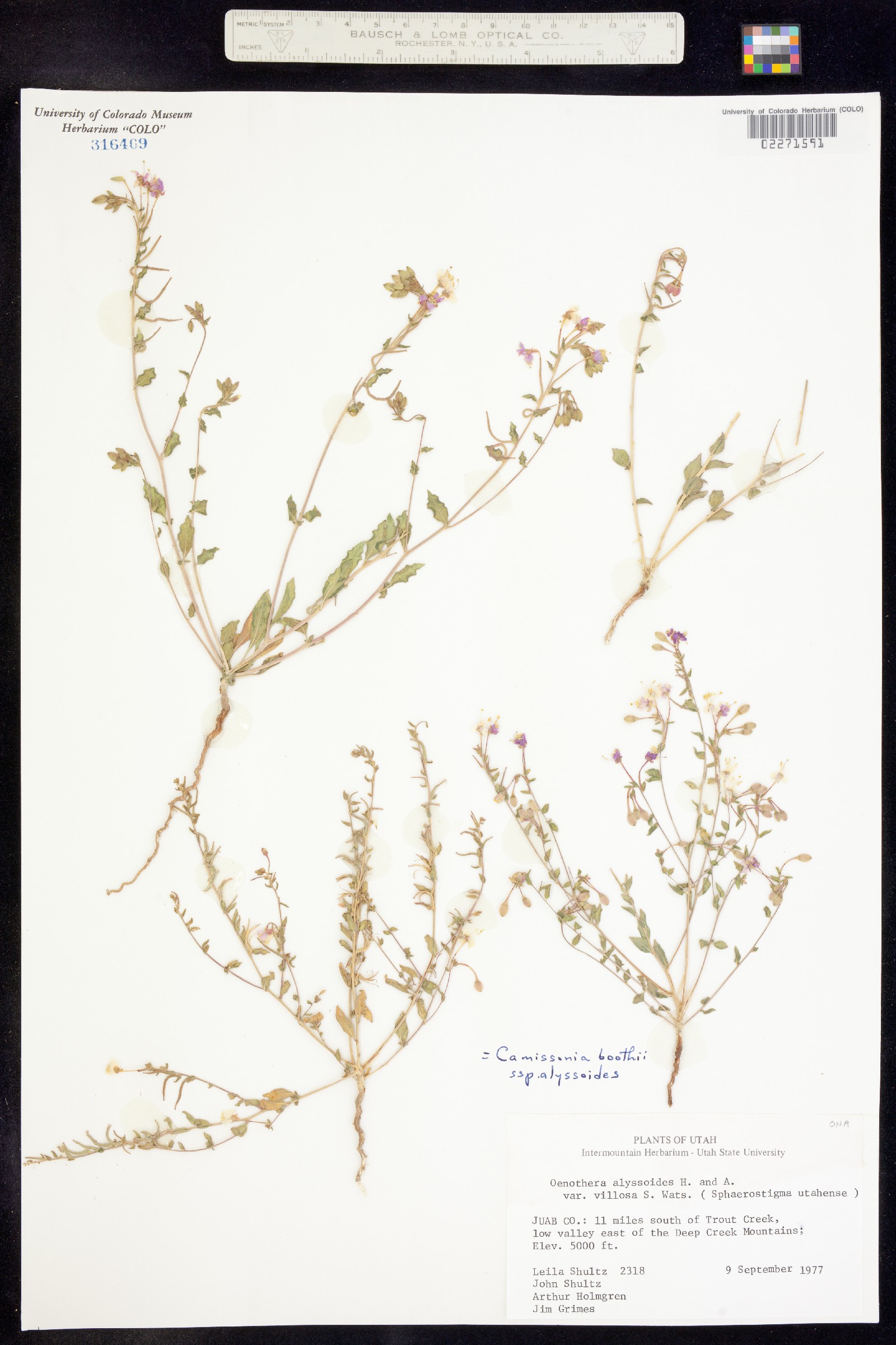 Eremothera boothii image