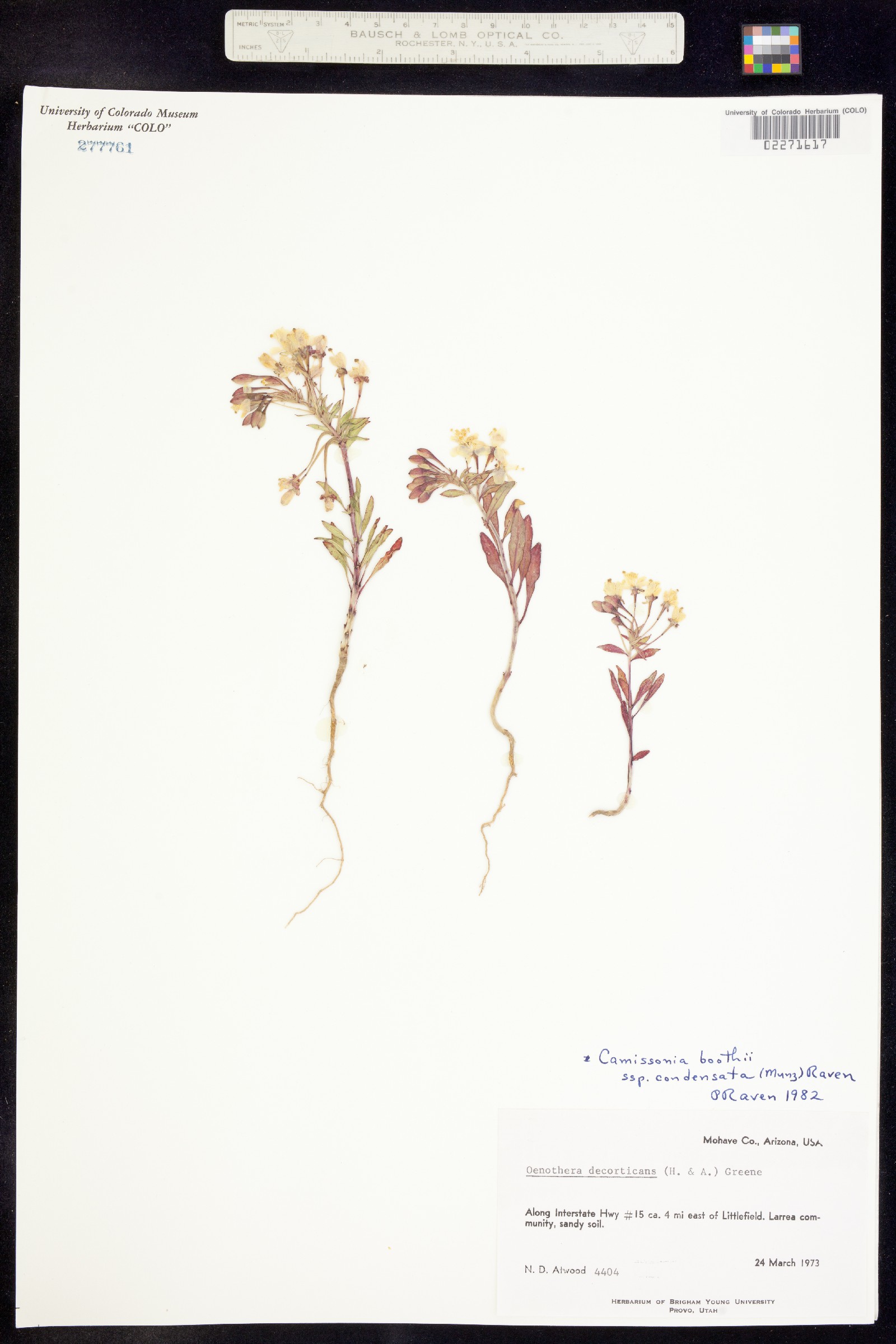 Eremothera boothii image