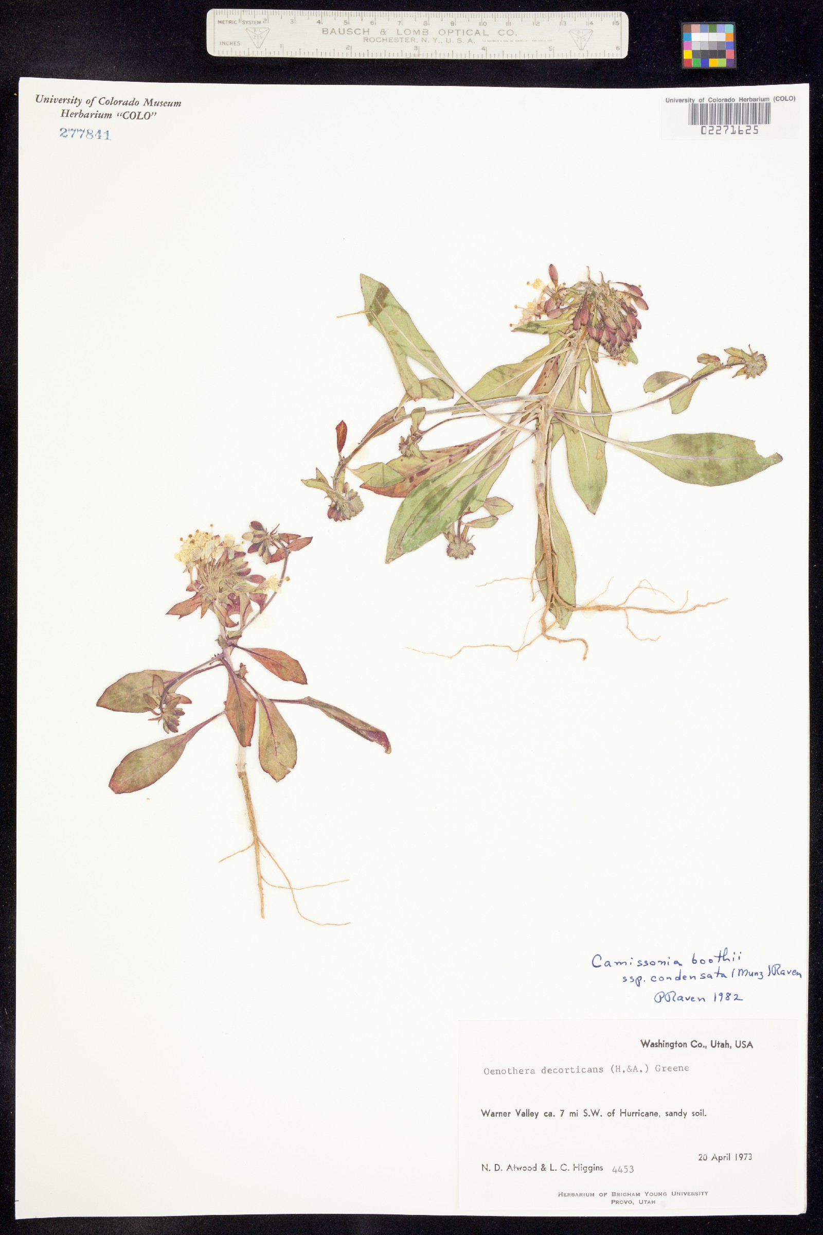 Eremothera boothii image