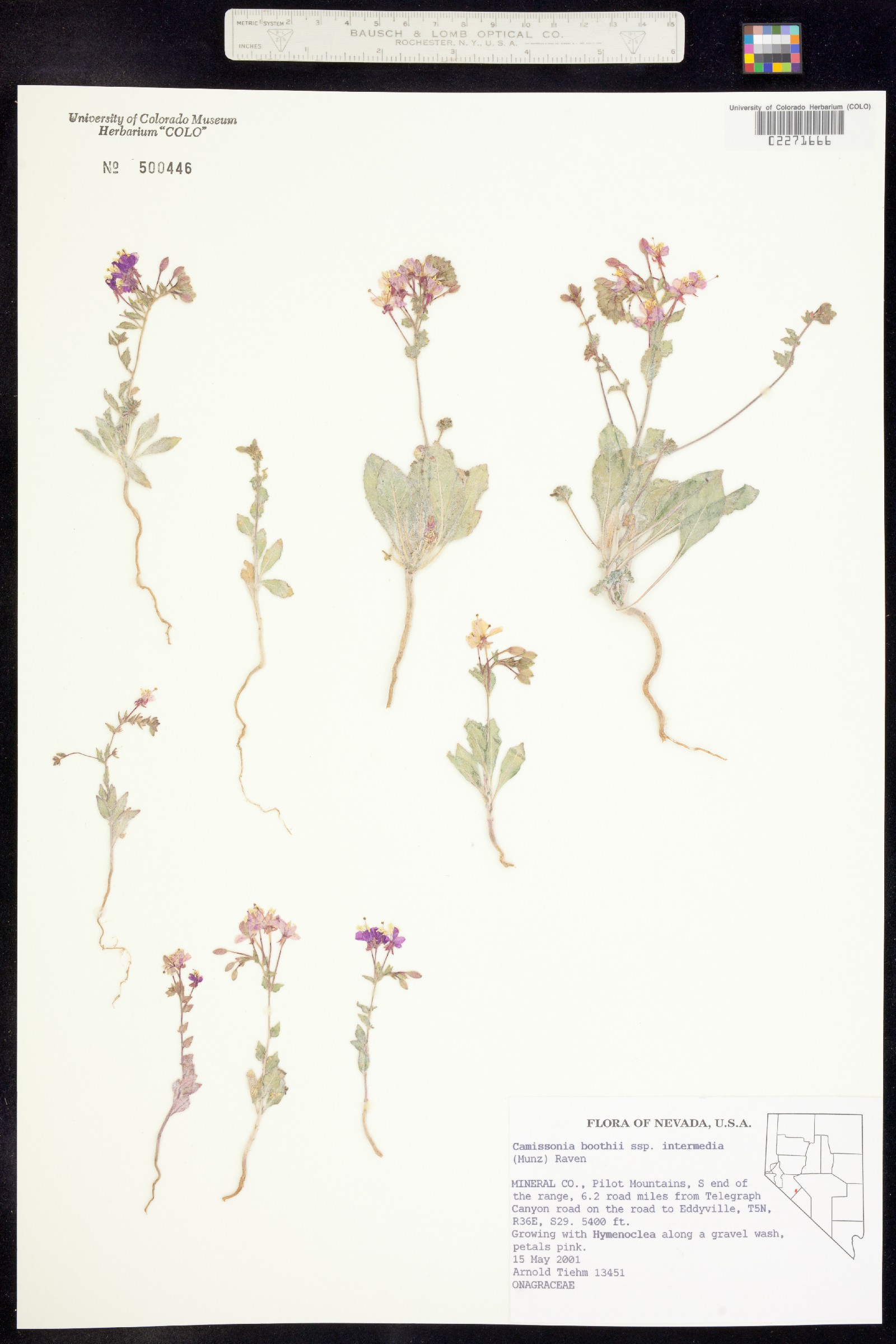 Eremothera boothii image