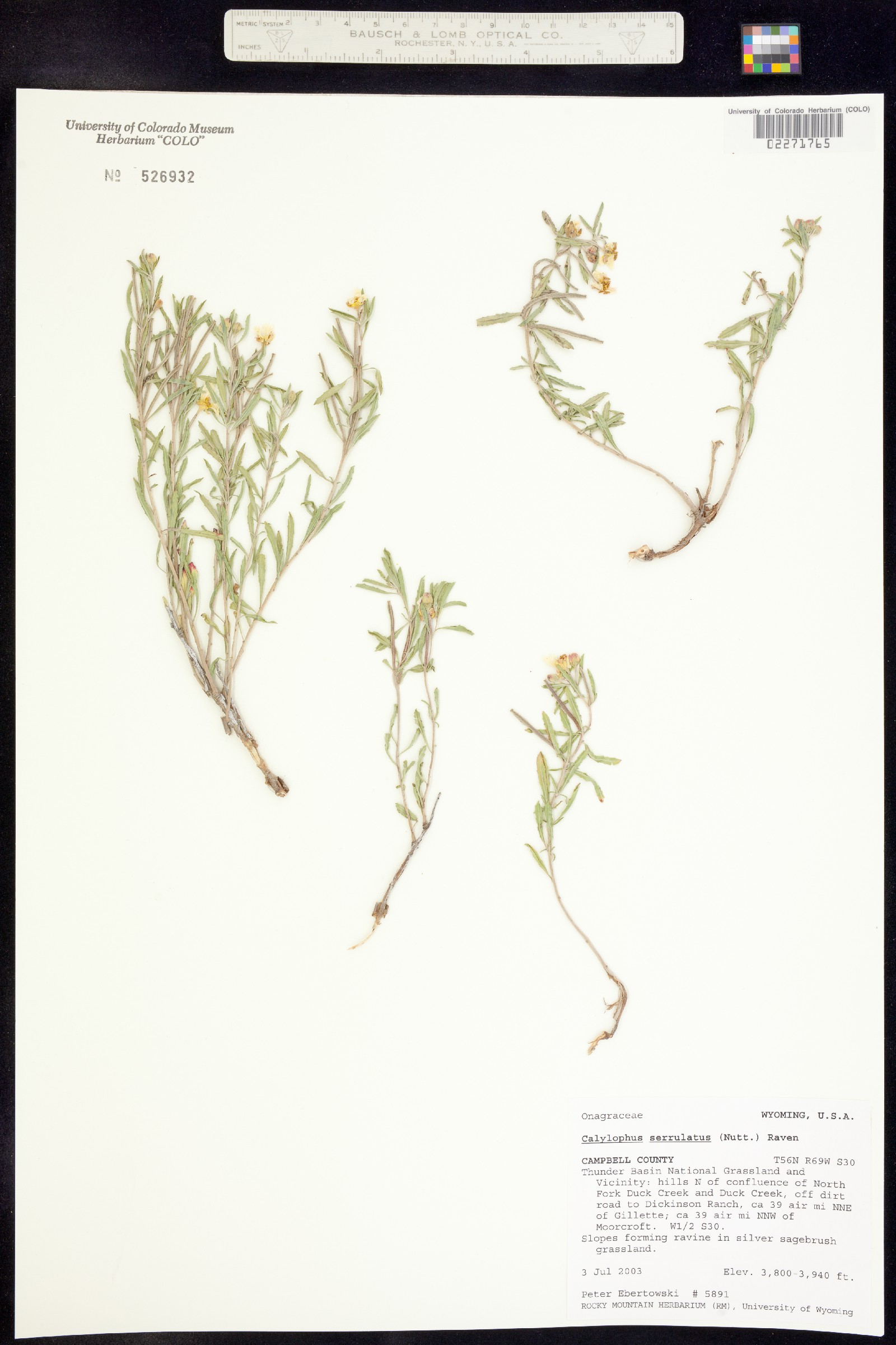 Oenothera serrulata image