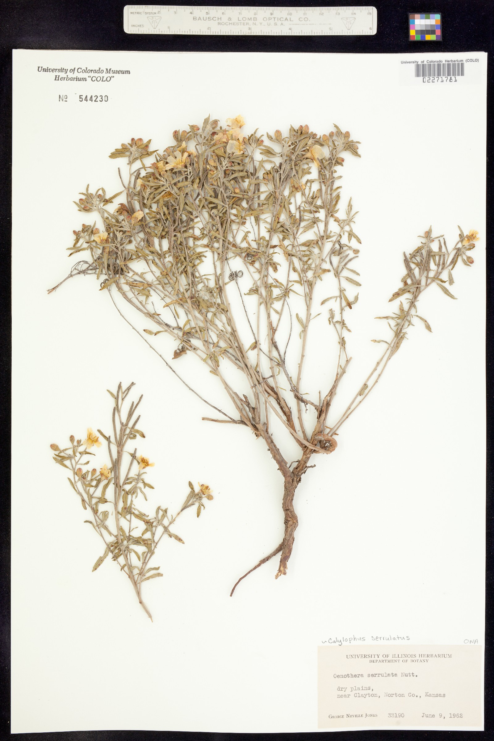 Oenothera serrulata image