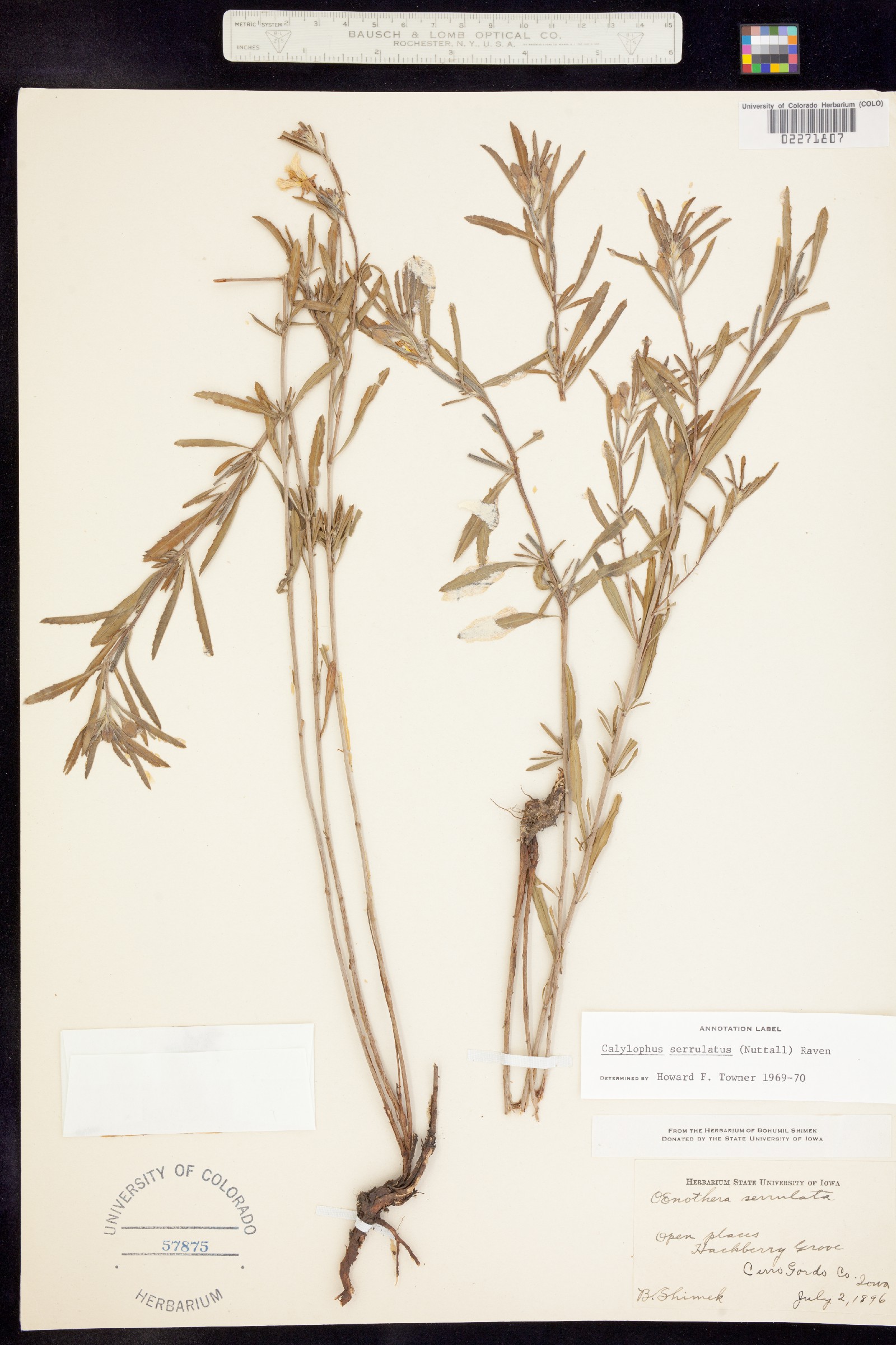 Oenothera serrulata image