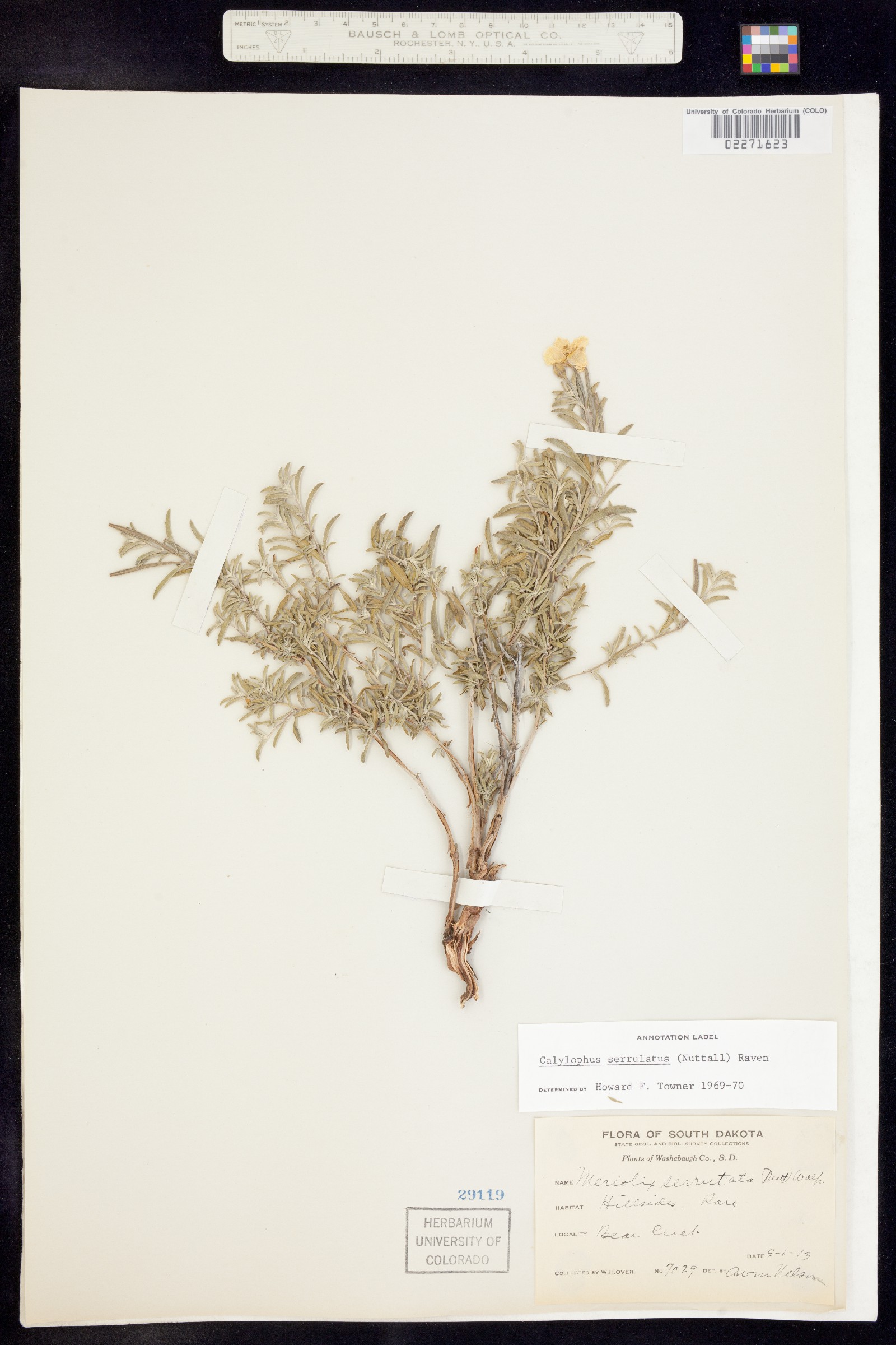 Oenothera serrulata image