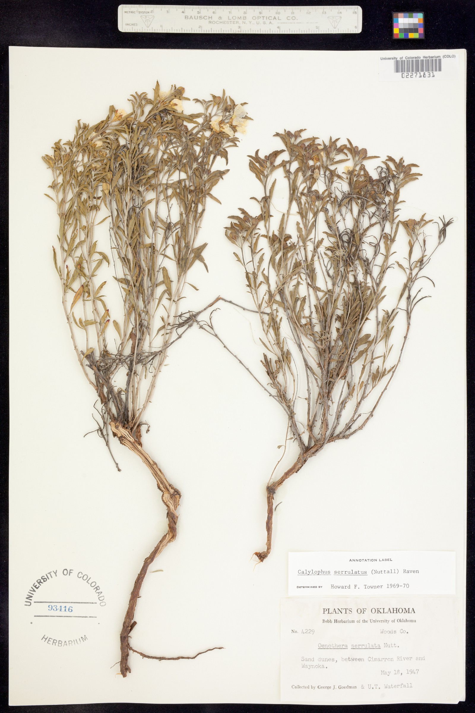 Oenothera serrulata image