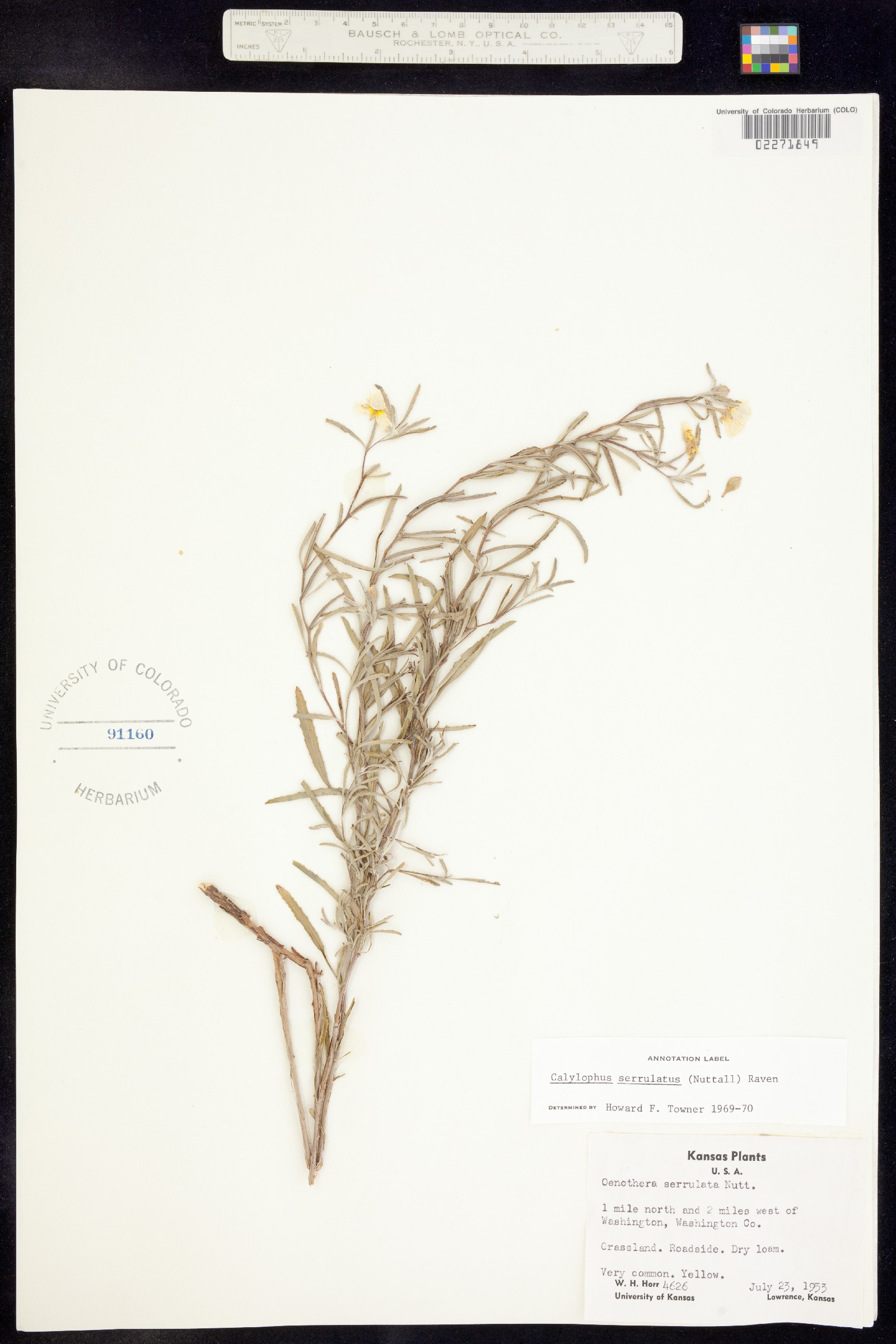 Oenothera serrulata image