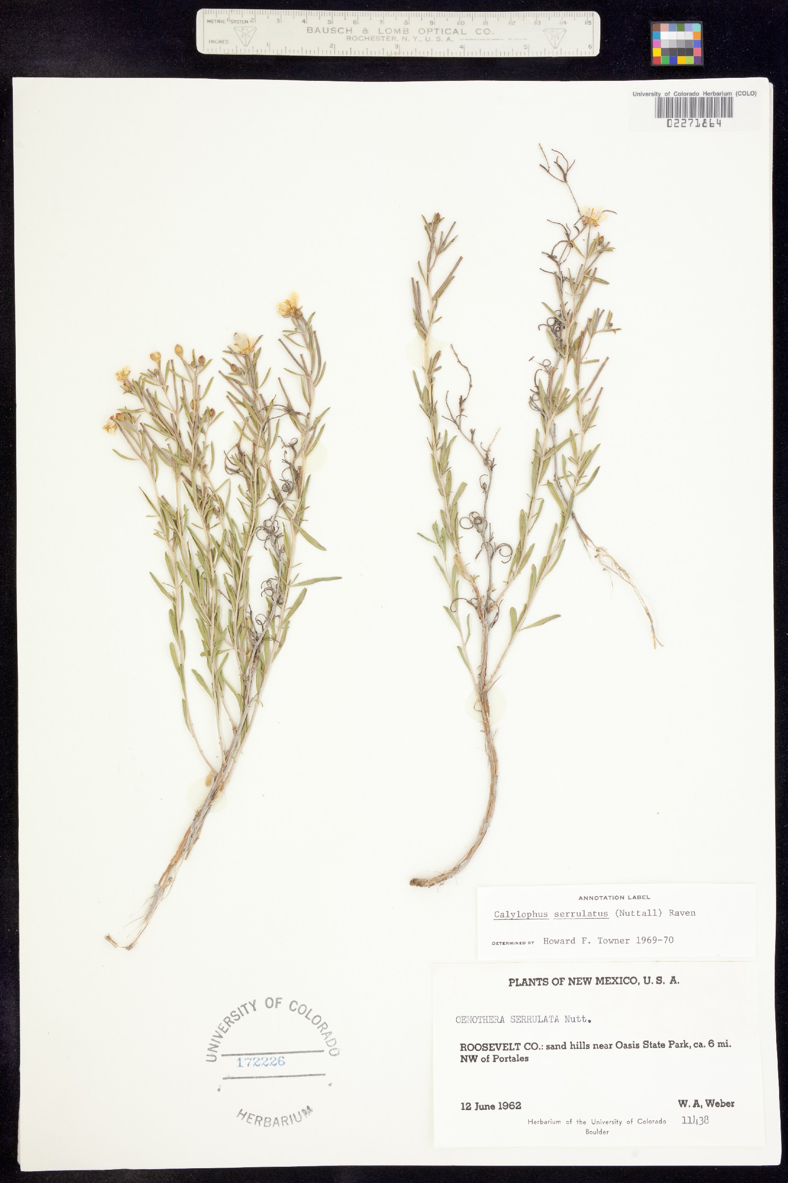 Oenothera serrulata image