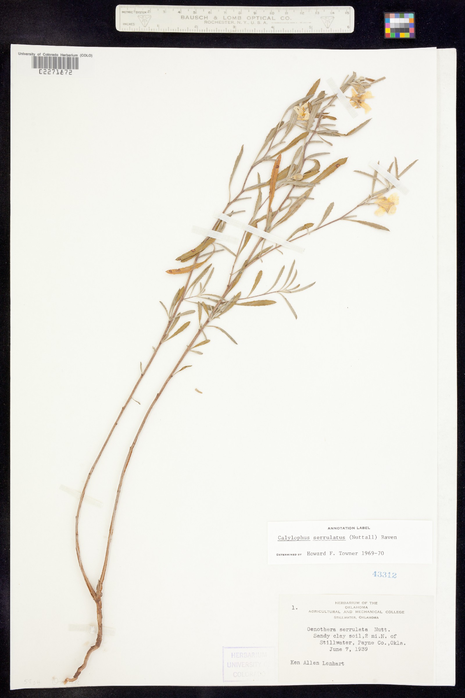 Oenothera serrulata image