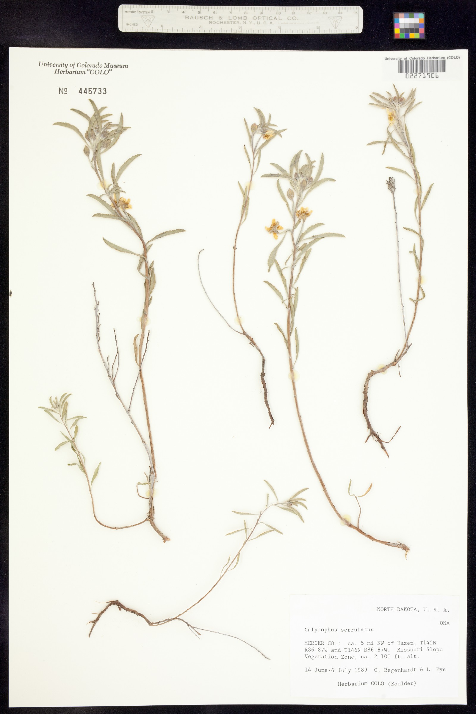 Oenothera serrulata image