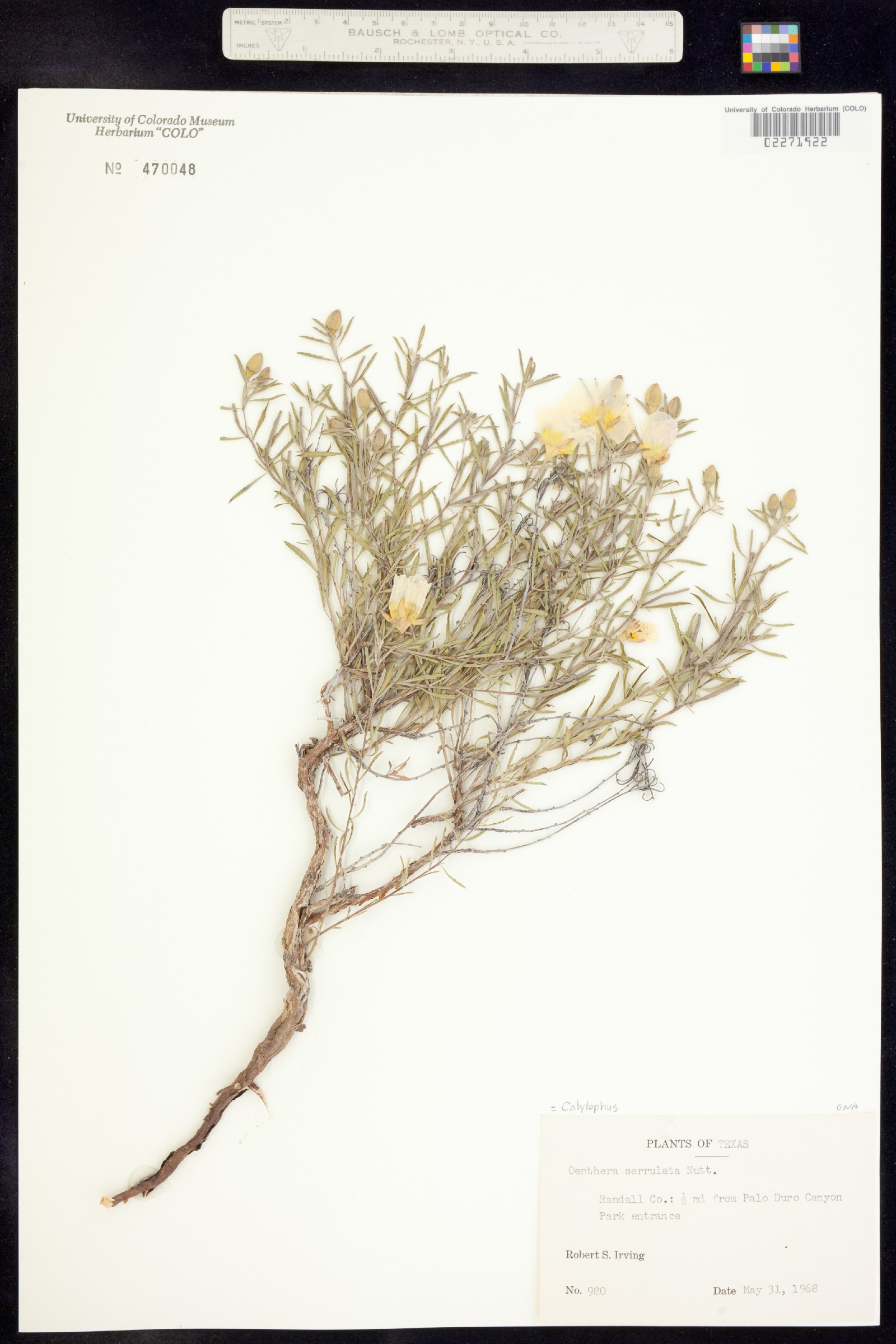 Oenothera serrulata image
