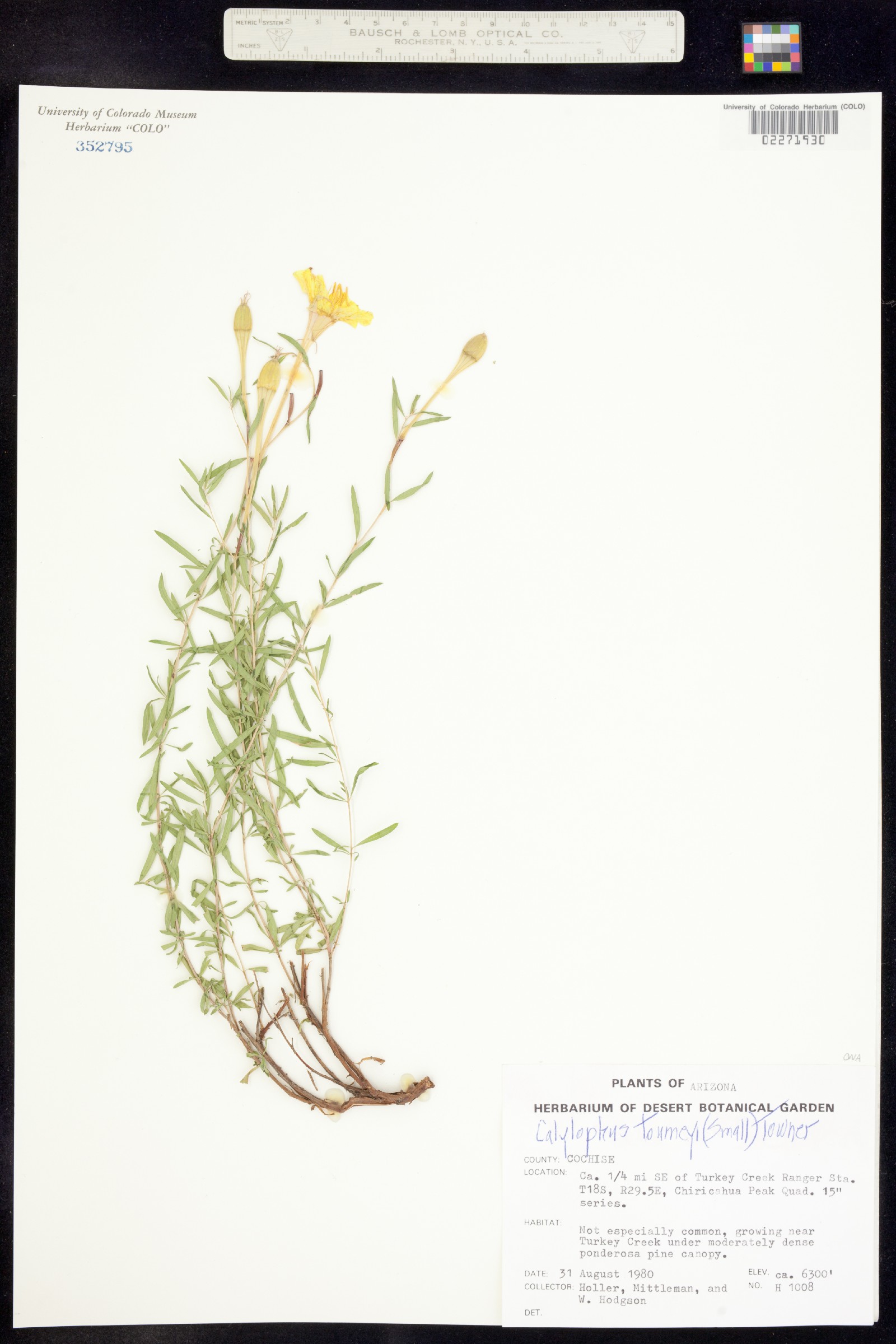 Oenothera toumeyi image