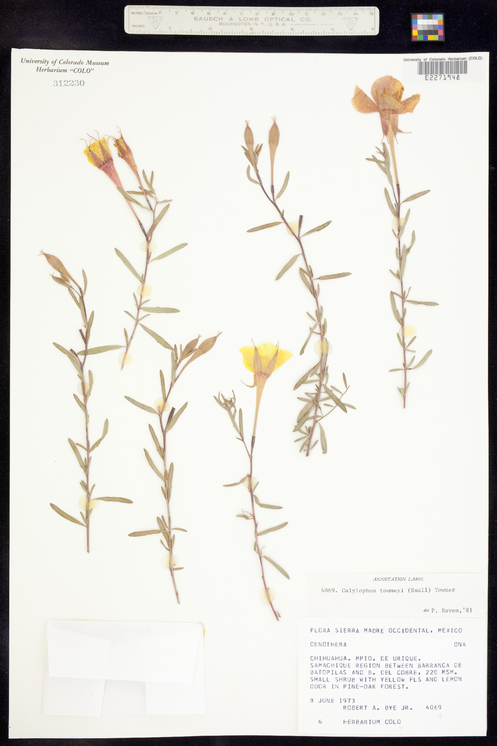 Oenothera toumeyi image