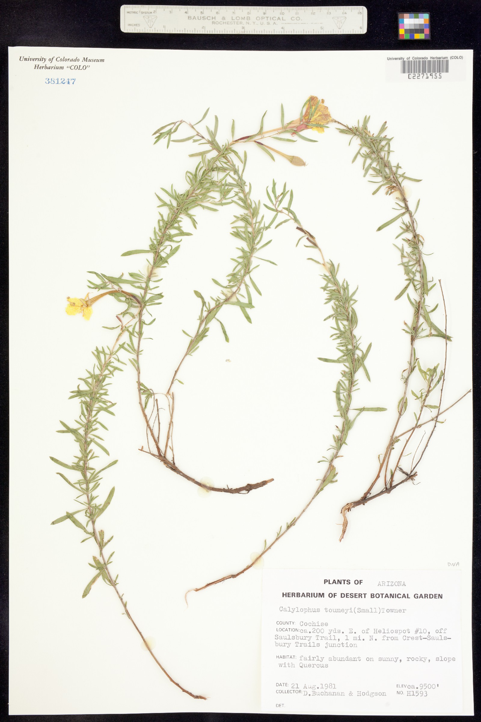 Oenothera toumeyi image