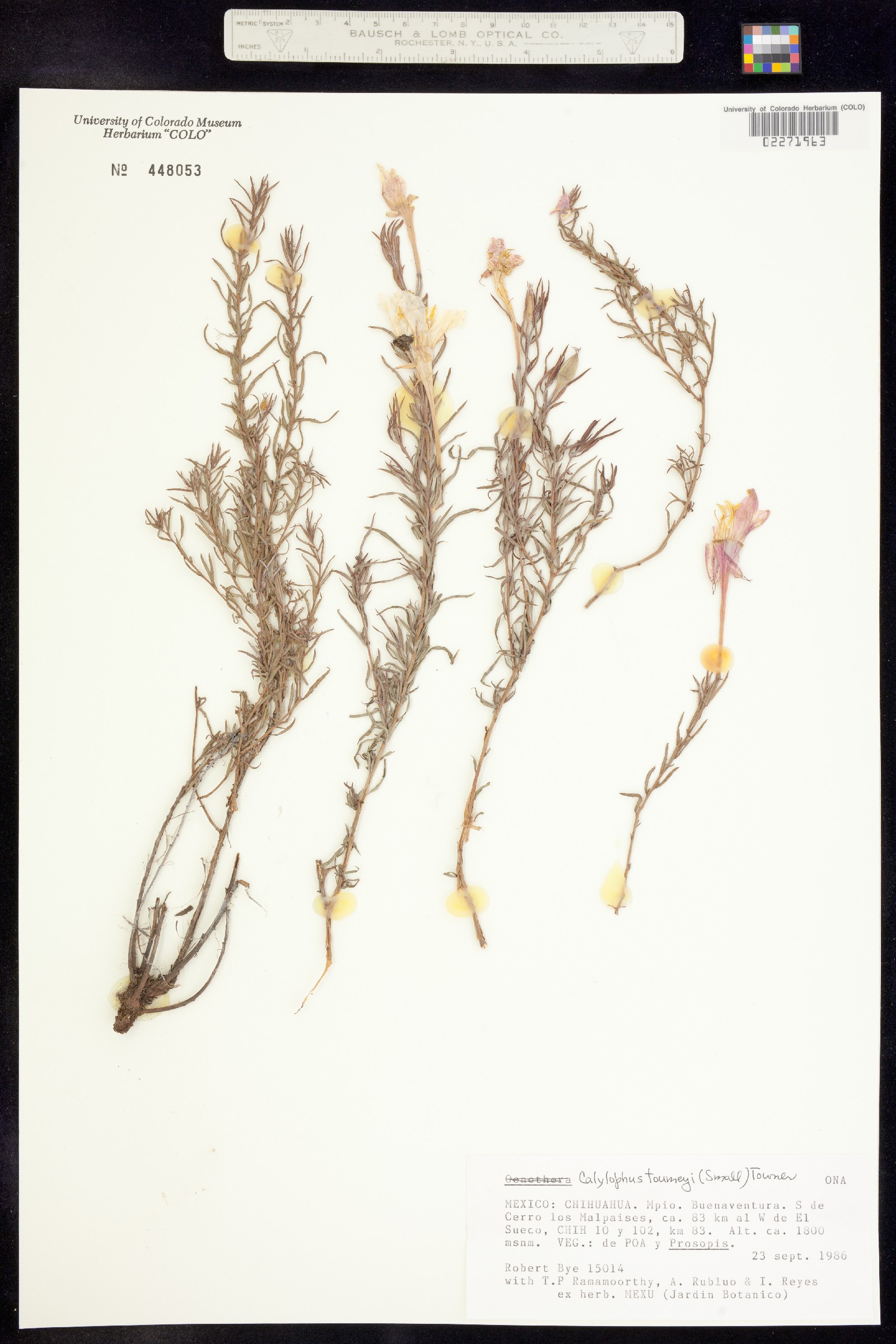 Oenothera toumeyi image