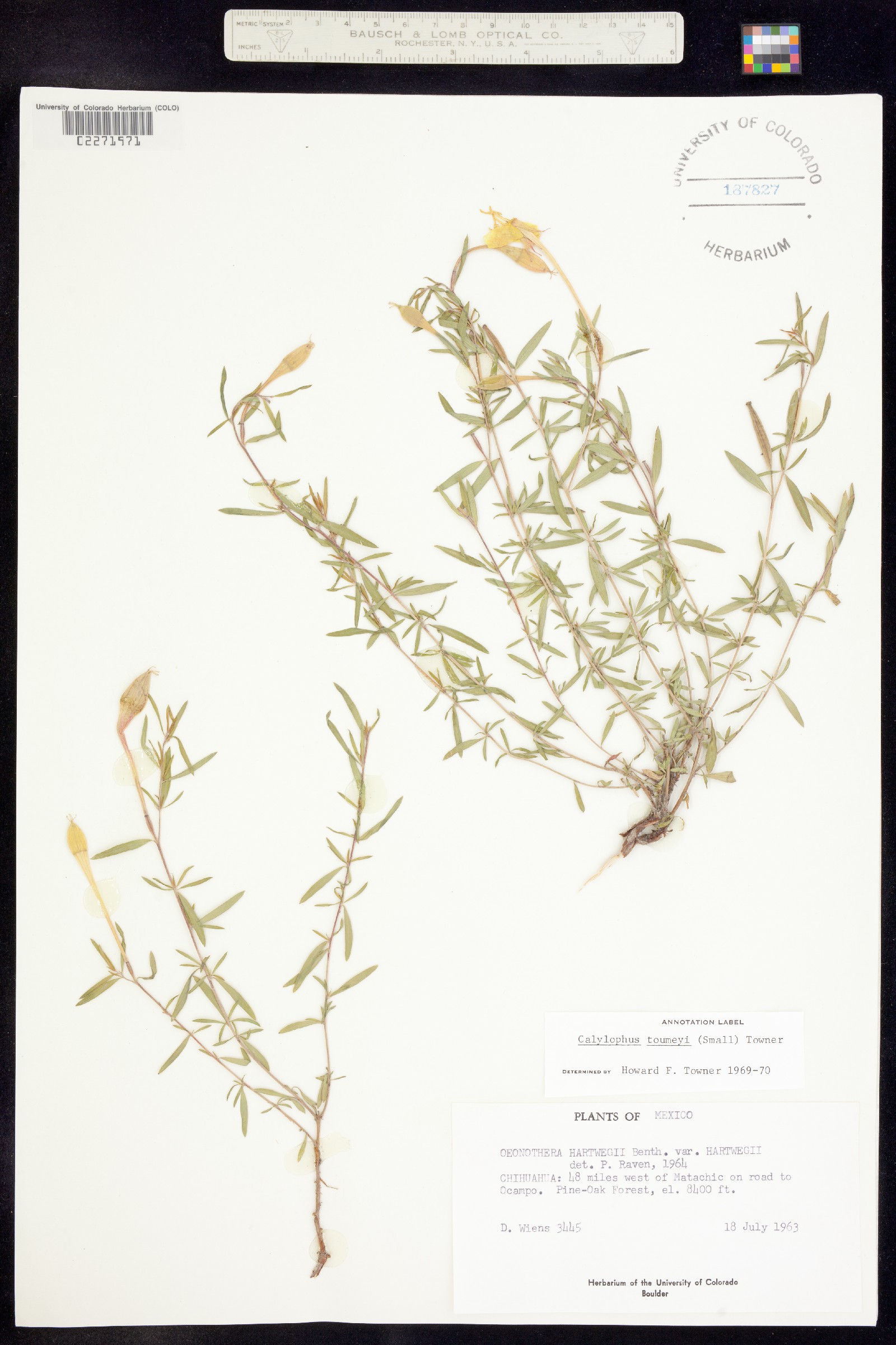 Oenothera toumeyi image