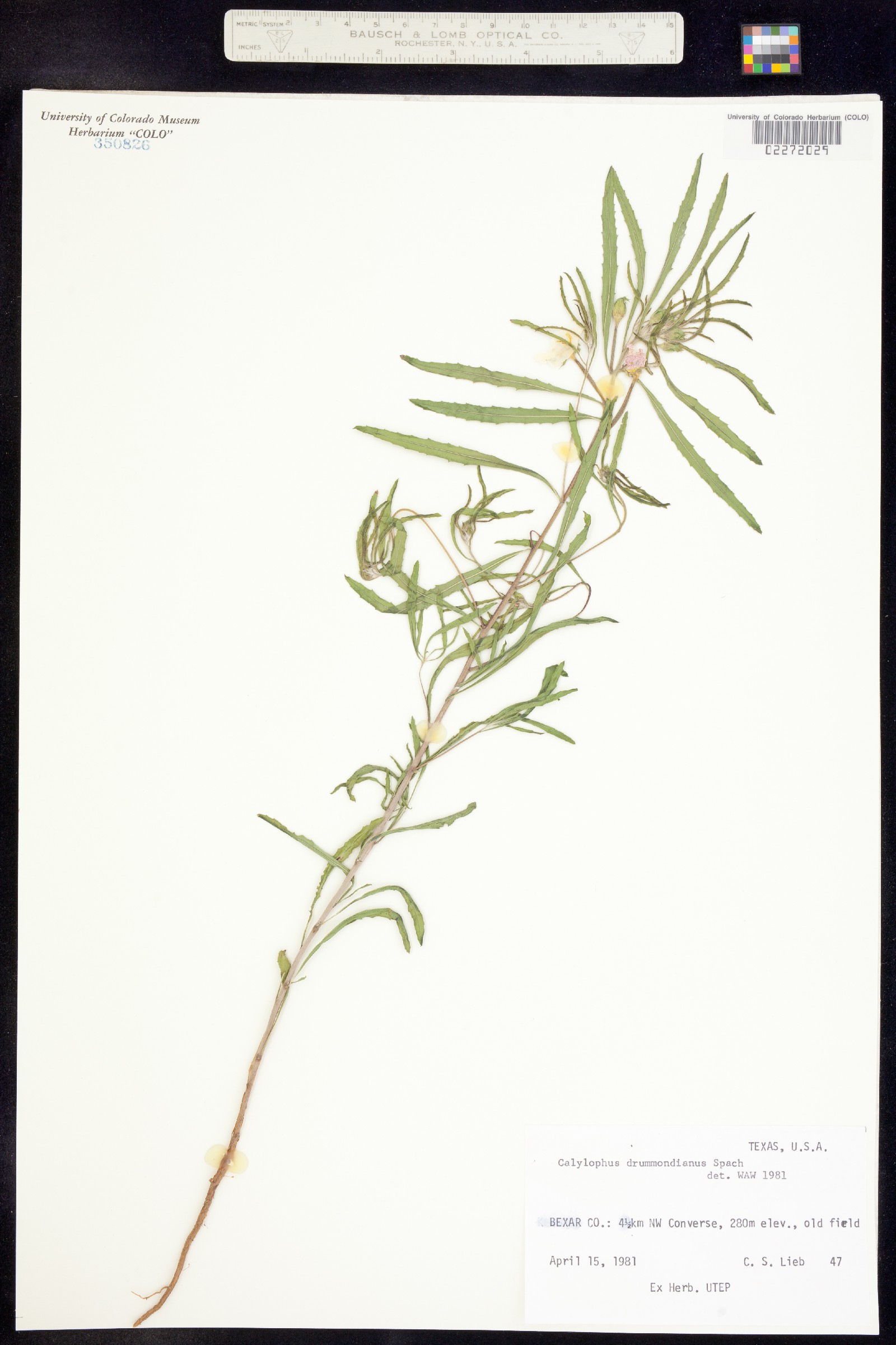Oenothera toumeyi image