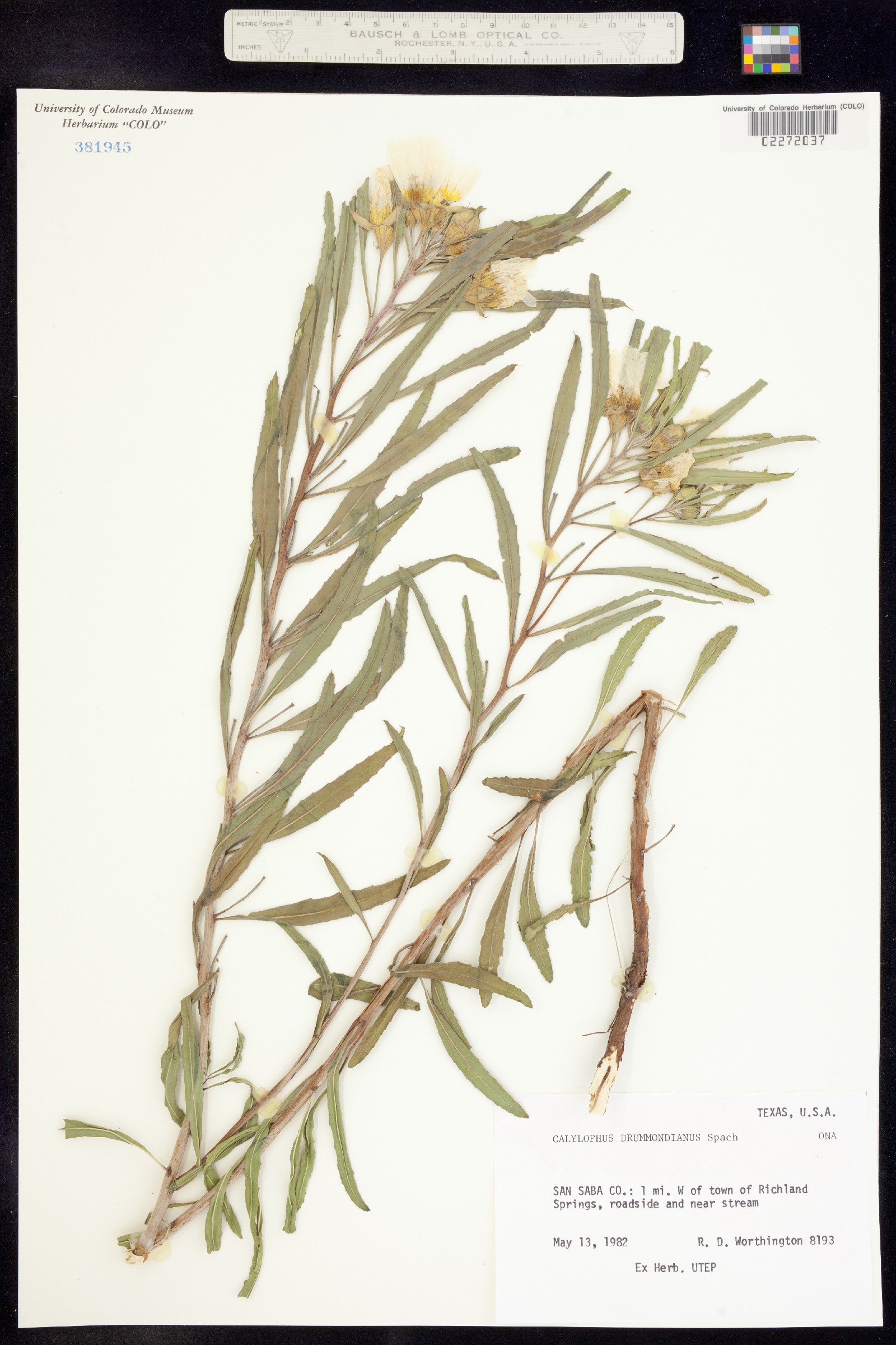 Oenothera toumeyi image