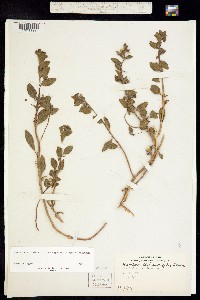 Camissoniopsis cheiranthifolia ssp. cheiranthifolia image