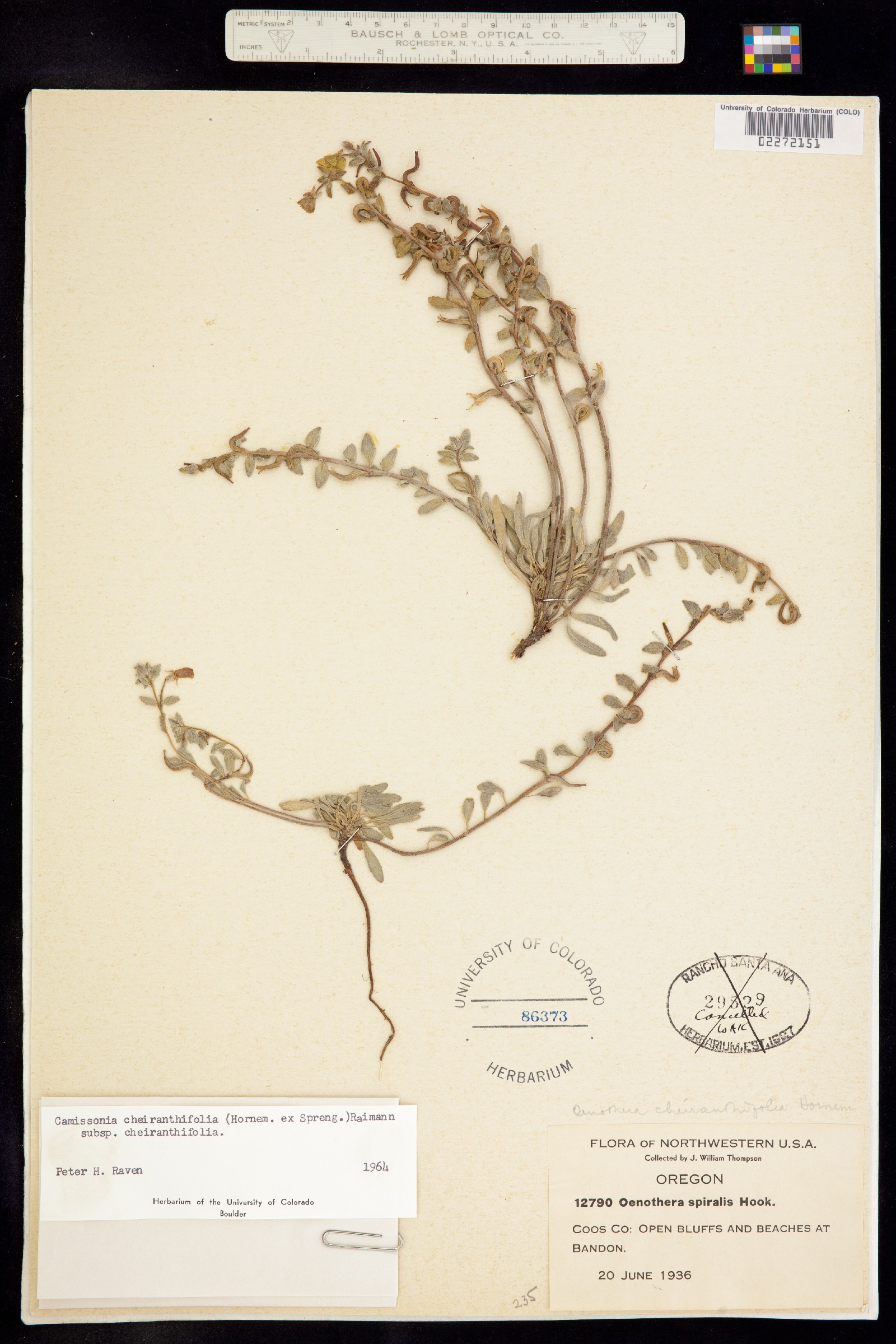 Camissoniopsis cheiranthifolia image