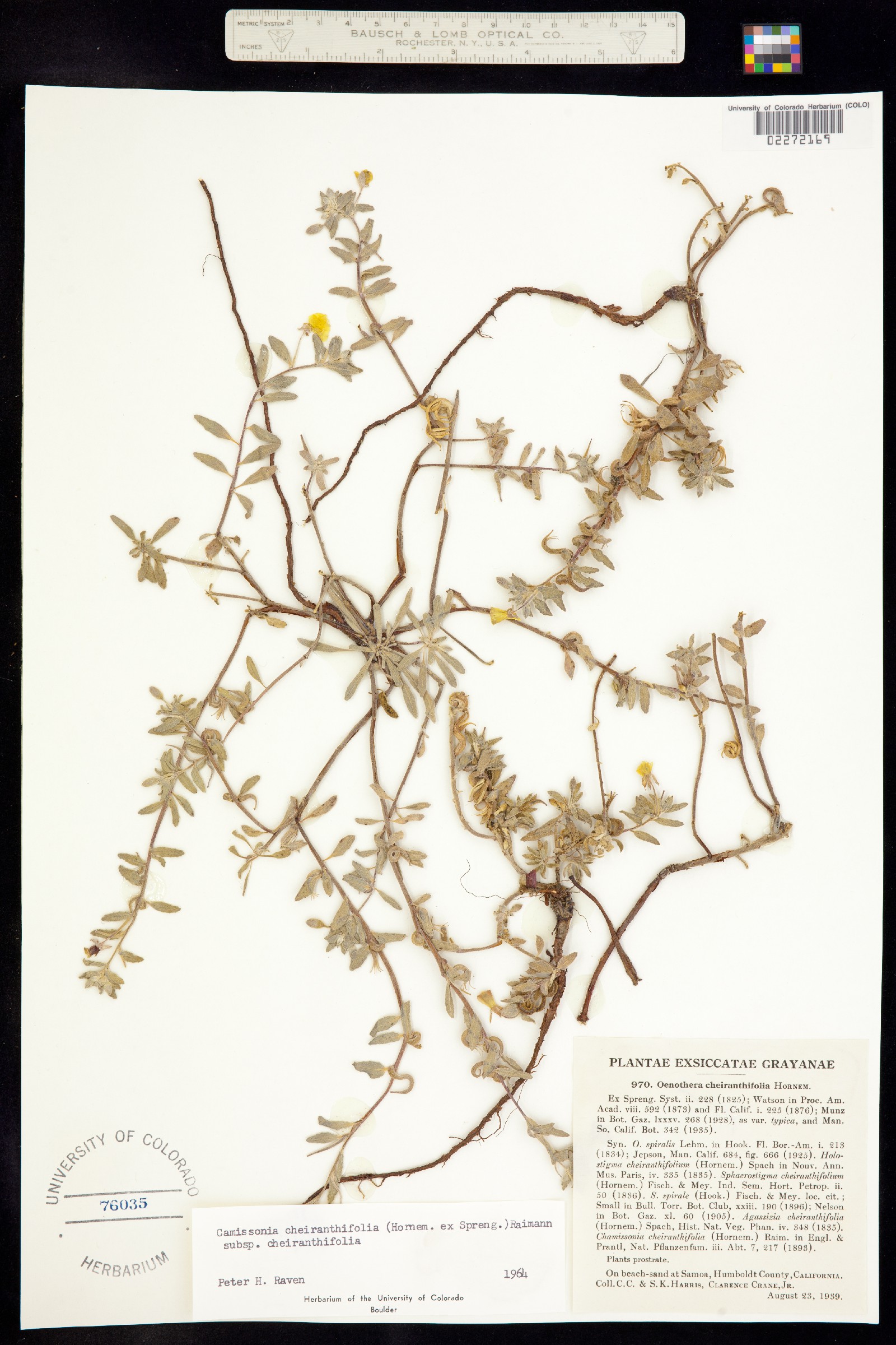 Camissonia cheiranthifolia image