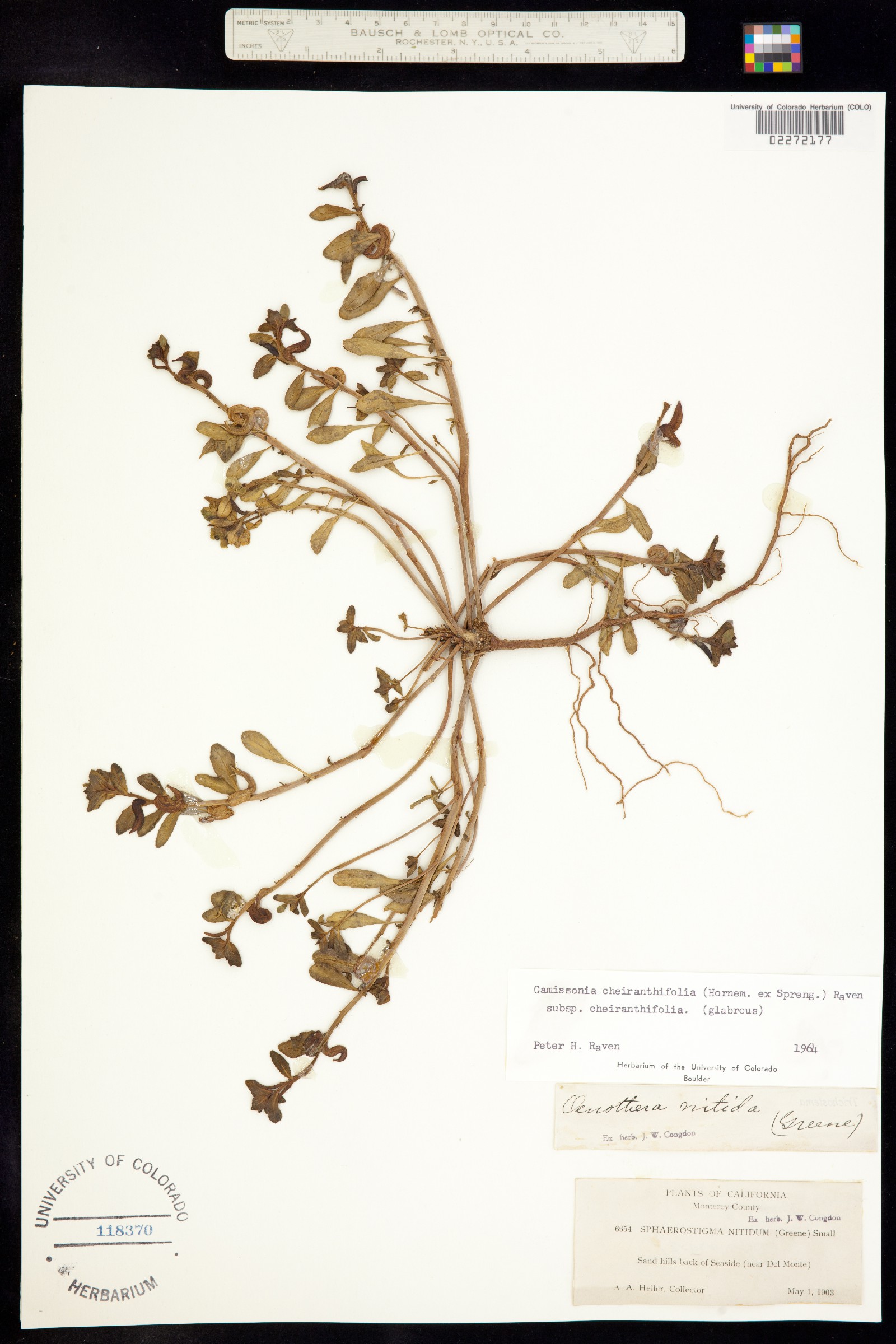 Camissoniopsis cheiranthifolia ssp. cheiranthifolia image