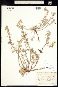 Camissonia cheiranthifolia image