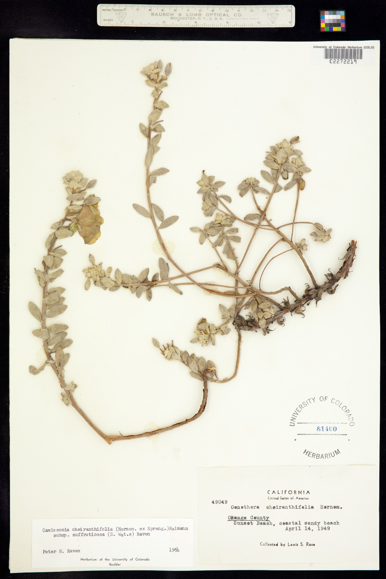 Camissoniopsis image