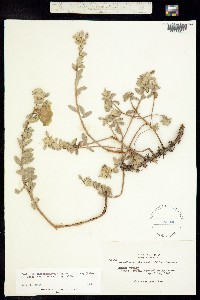 Camissoniopsis cheiranthifolia ssp. cheiranthifolia image