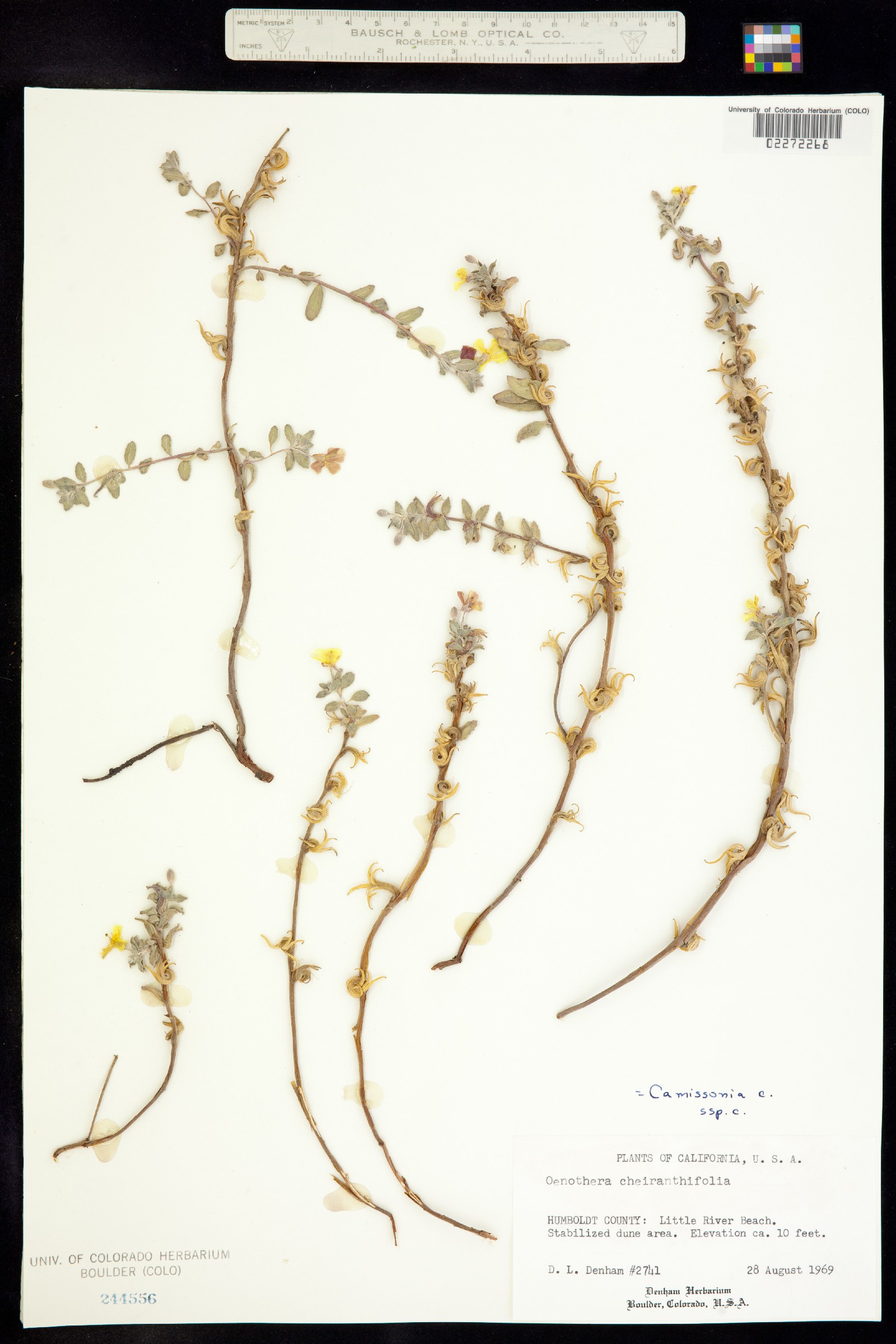 Camissoniopsis cheiranthifolia ssp. cheiranthifolia image