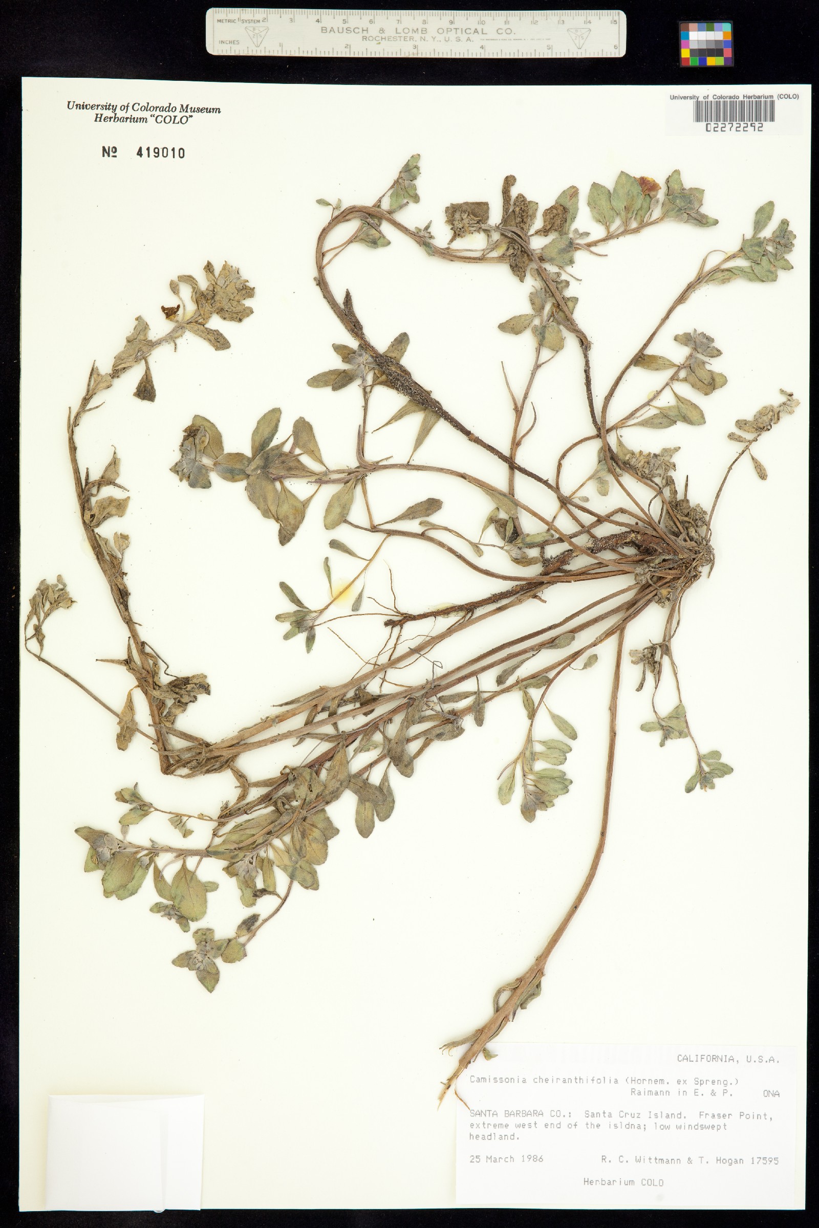 Camissonia image