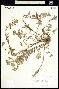 Camissonia cheiranthifolia image